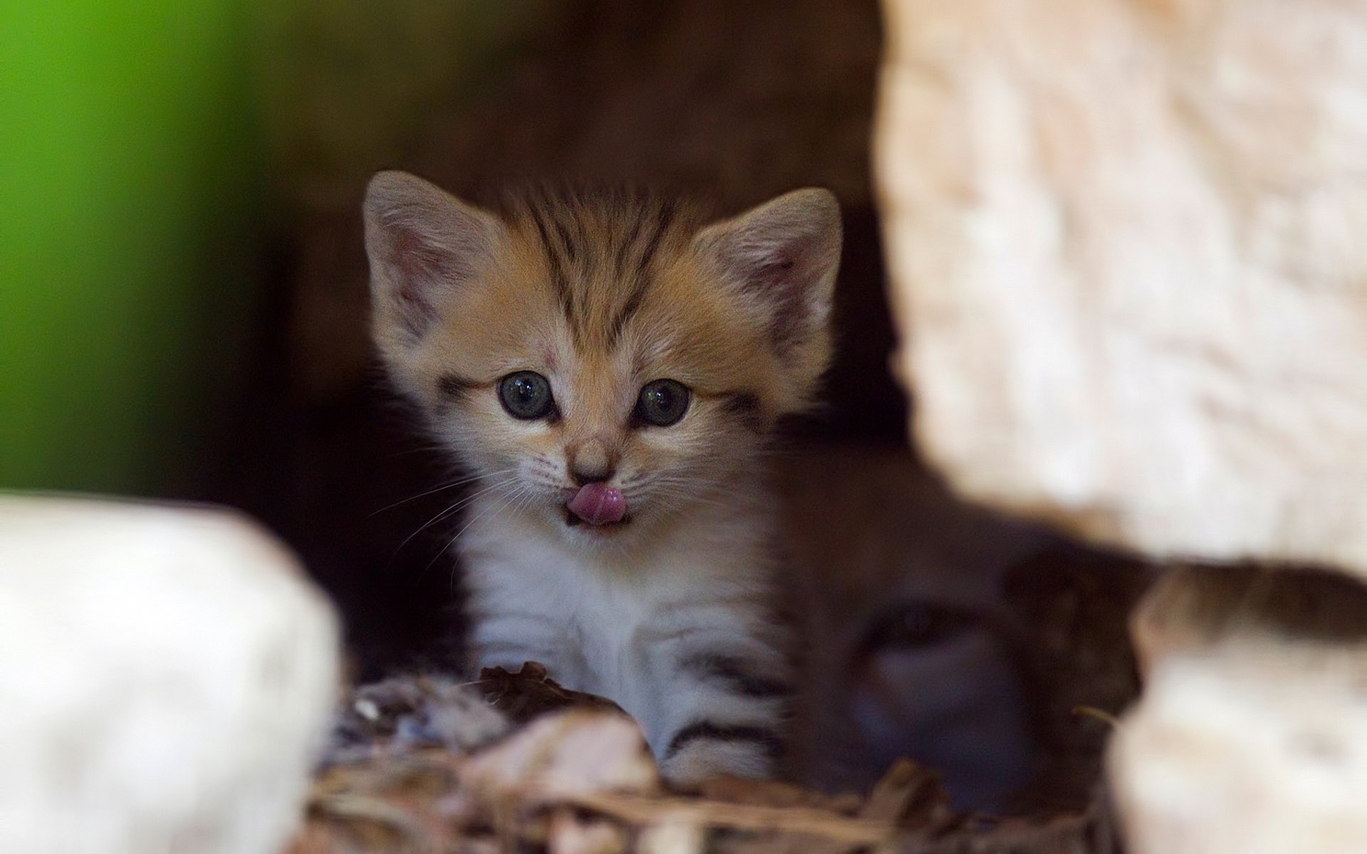 котенок кошка любопытство