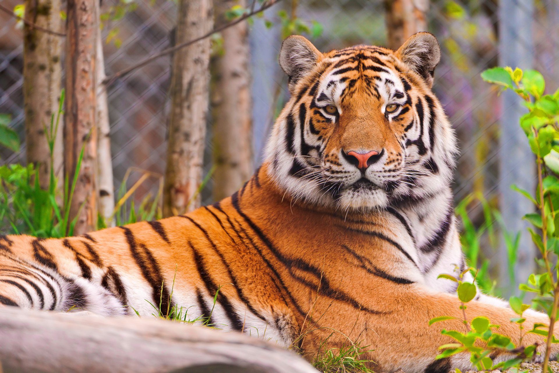 tiger liegt schaut schnauze gestreifter hübscher mann