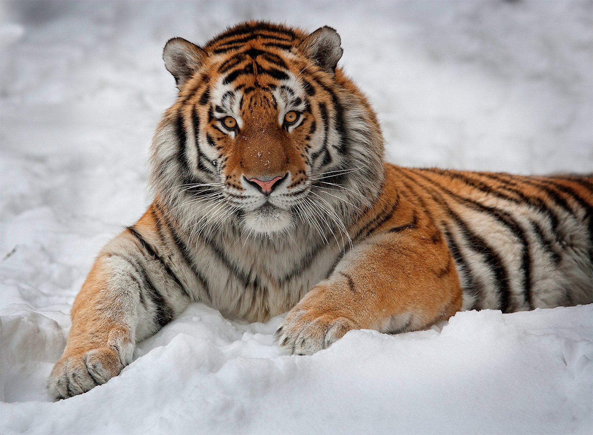 tigre mirada miente mira interés nieve rayas guapo