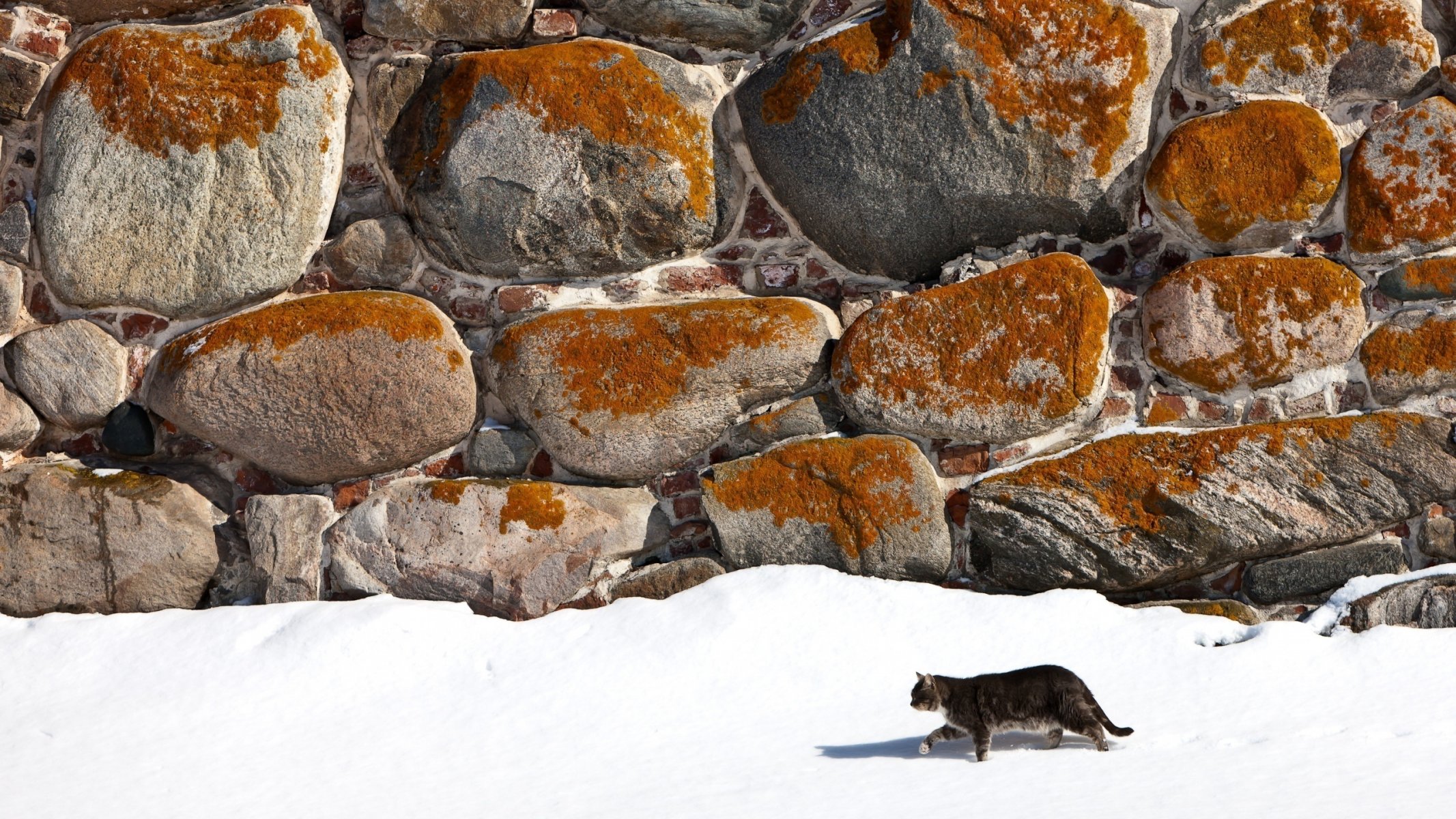 winter snow stones cat