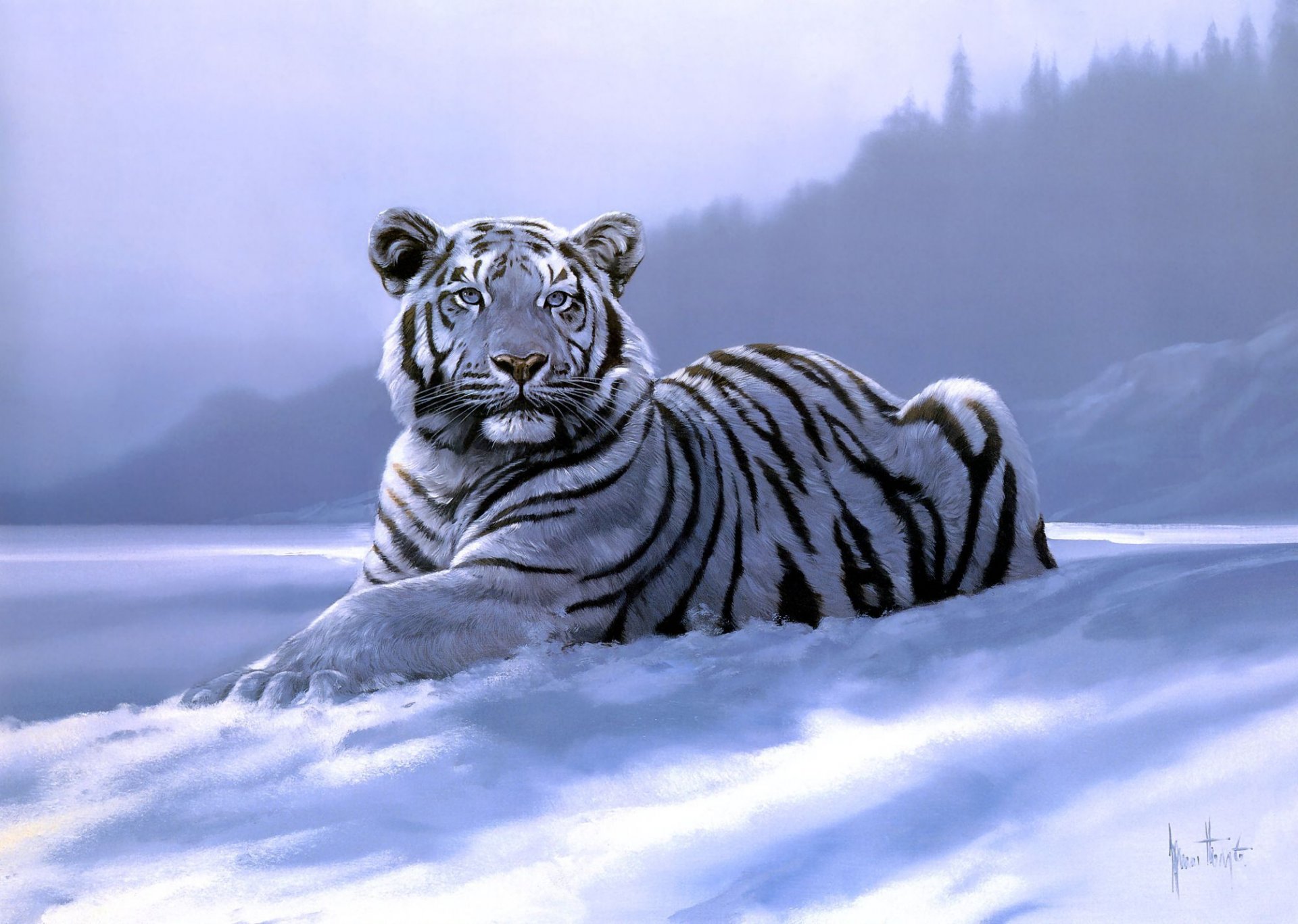 pencer hodge siberian tiger tiger art