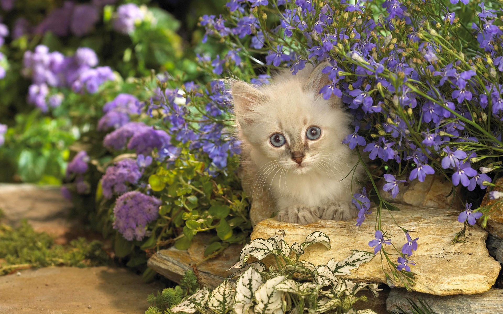 kätzchen katze kote katze blumen flieder steine späht