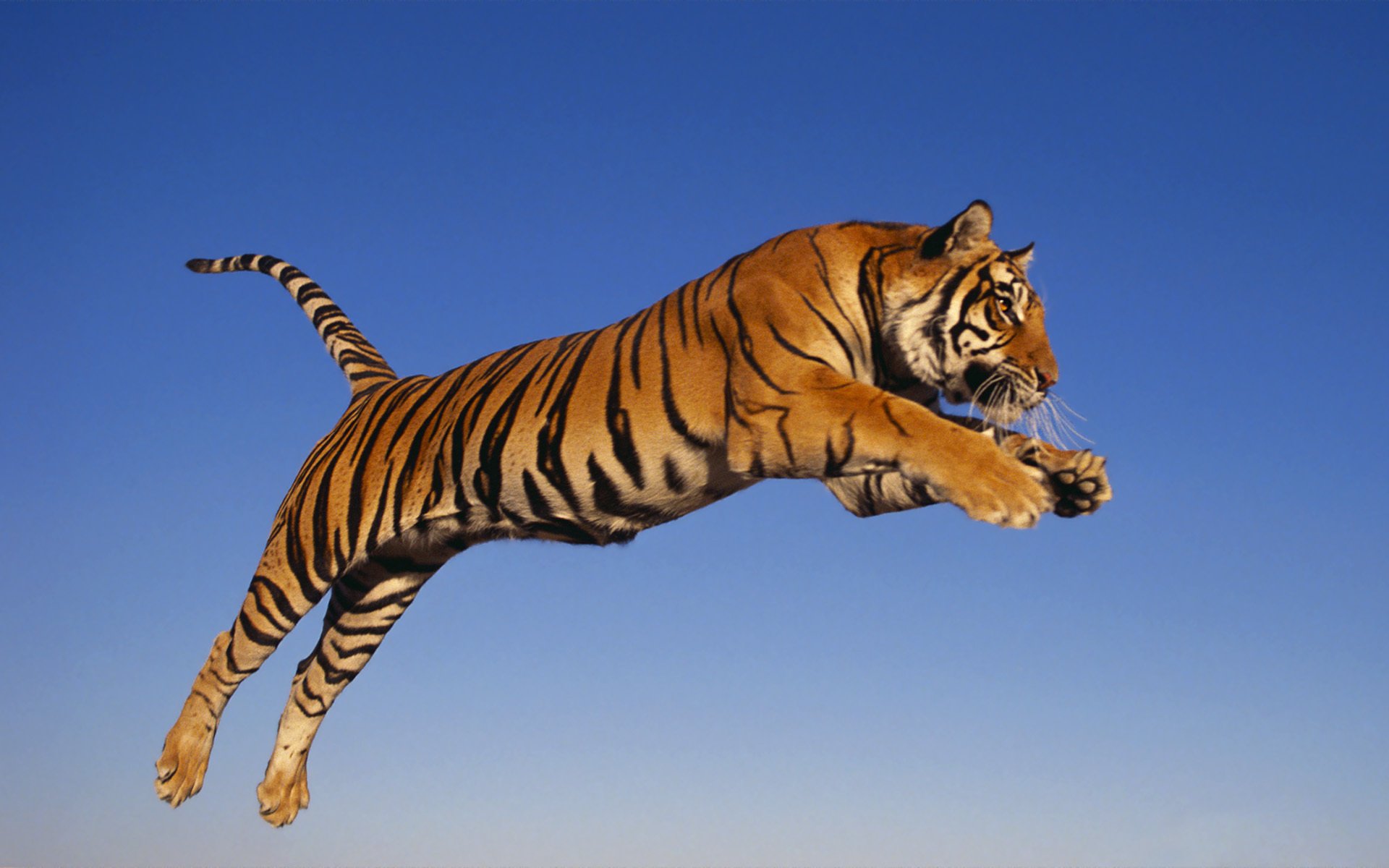 tigre predatore salto