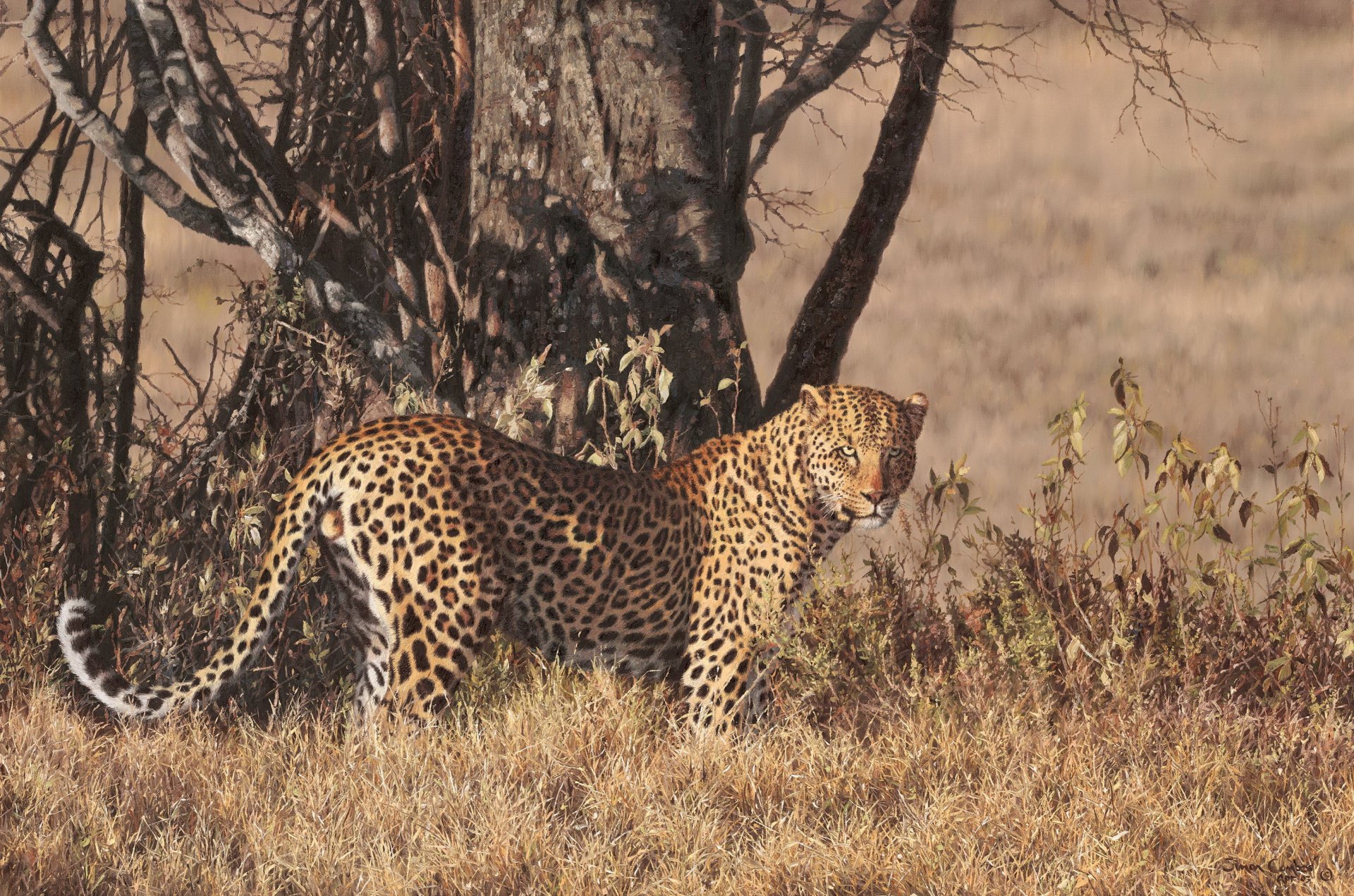 leopard muster steht schaut savanne baum