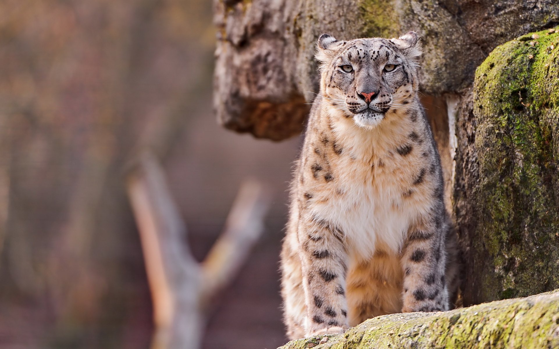 now leopard snow leopard gaze rock