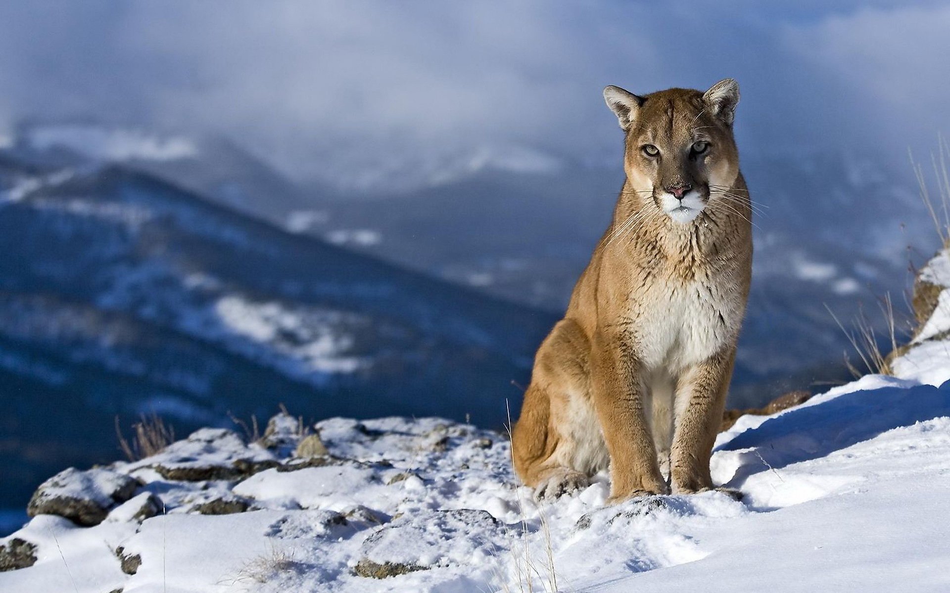 puma kaguar leone di montagna vista curiosità paesaggio roccia montagne neve