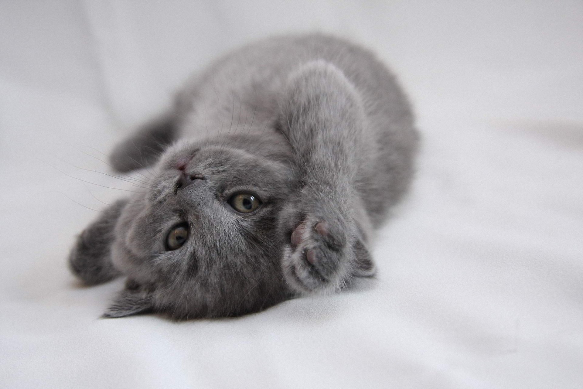 chaton kitty gris