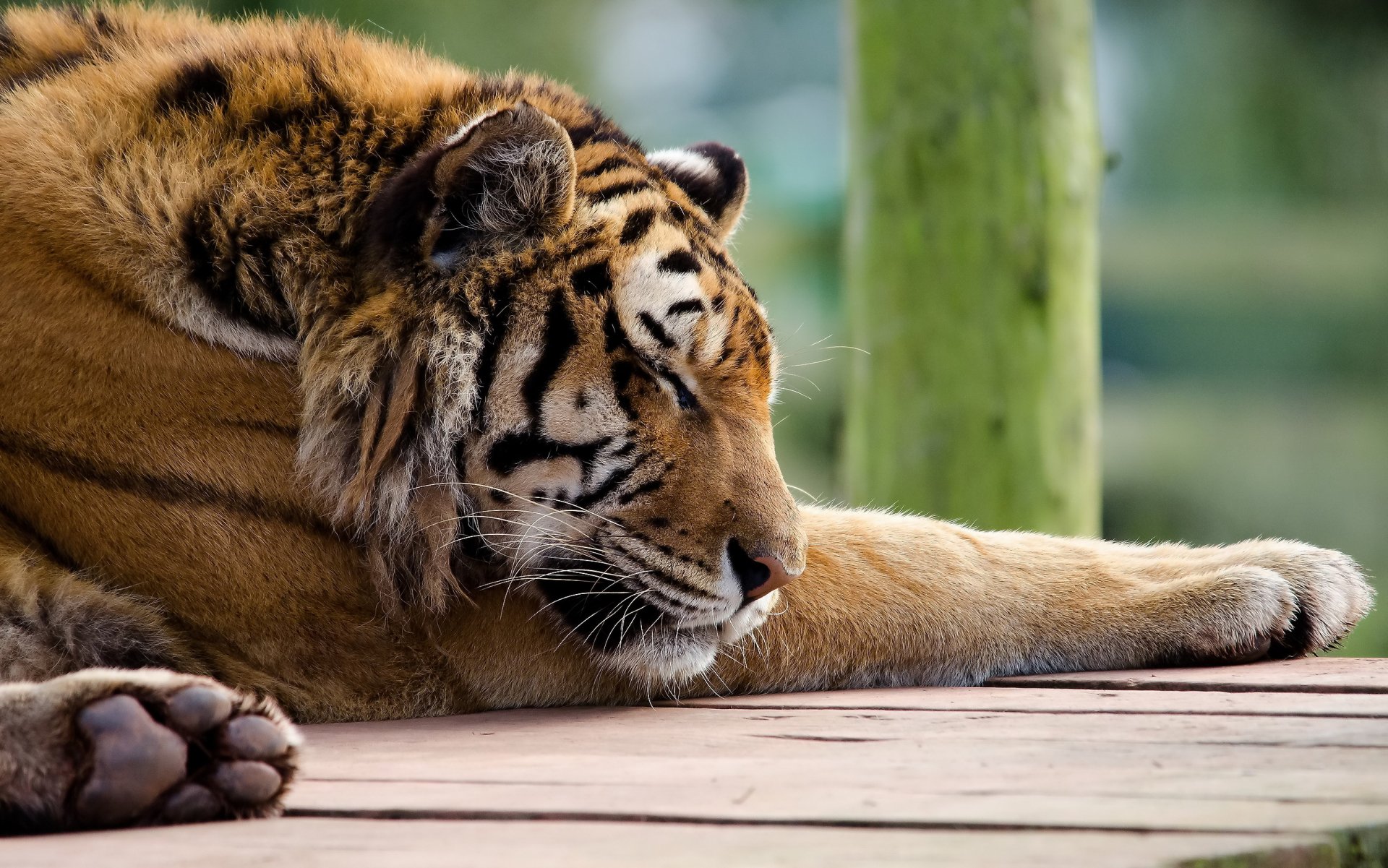 tigre panthère tigre museau pattes endormi prédateur chat roux rayé