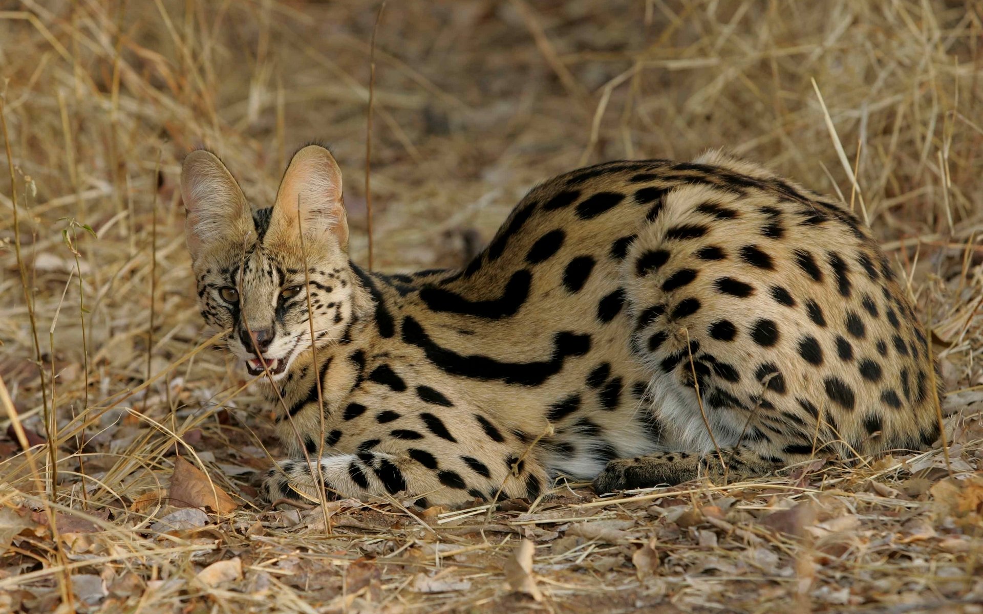 chat chat sauvage serval