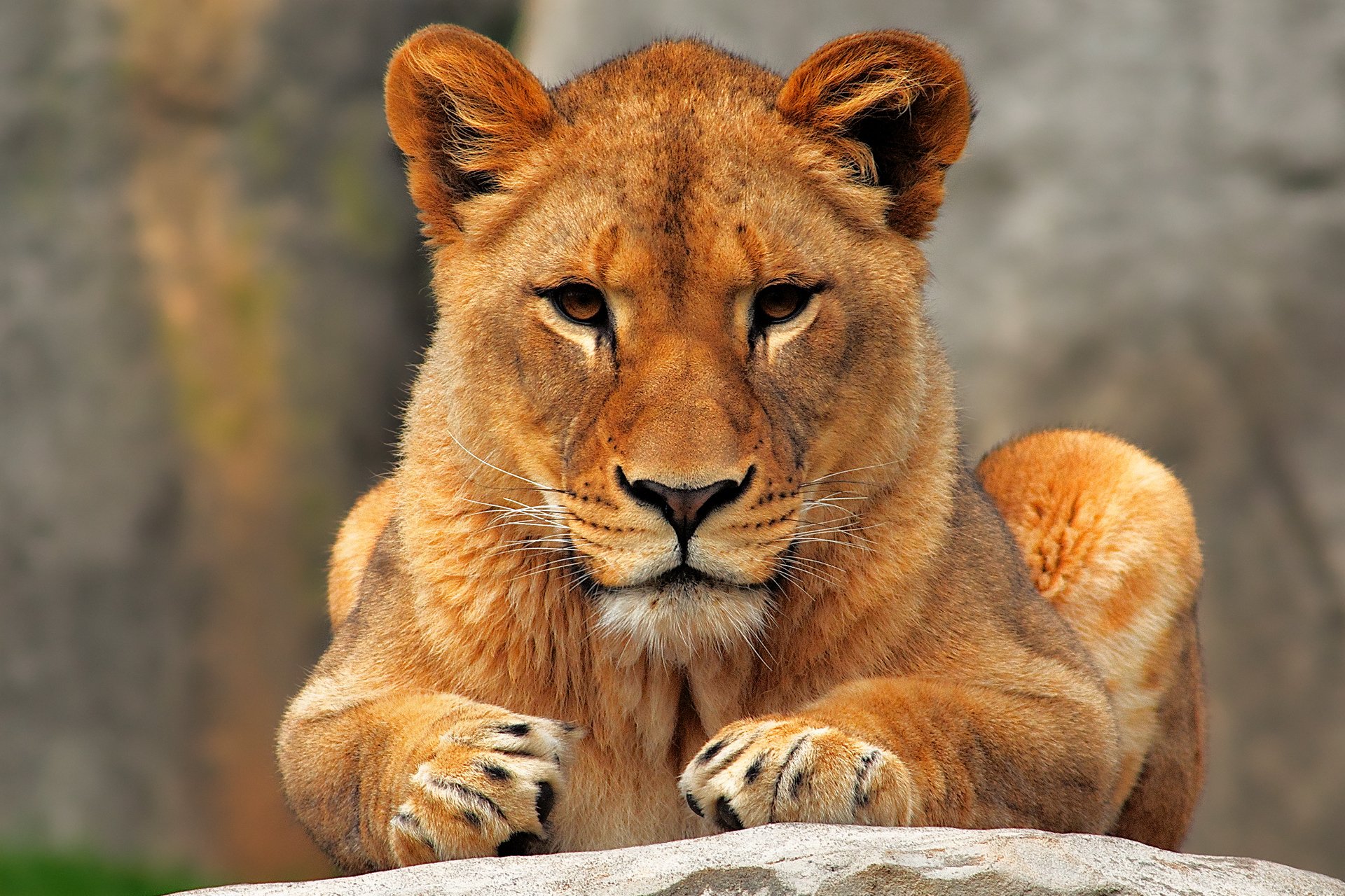 león joven patas en la piedra