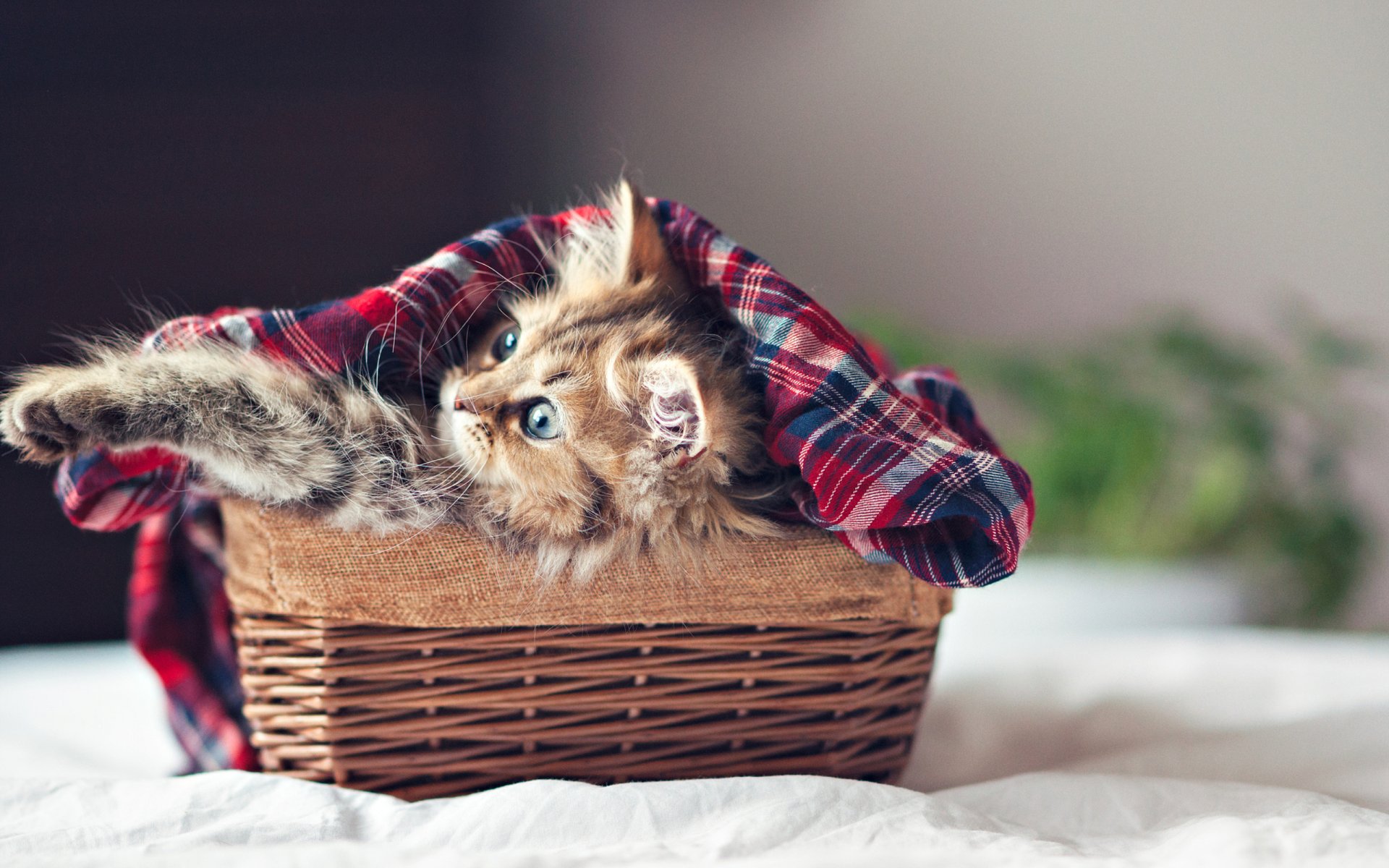 katze augen kätzchen gesicht pfoten korb katze ben tord