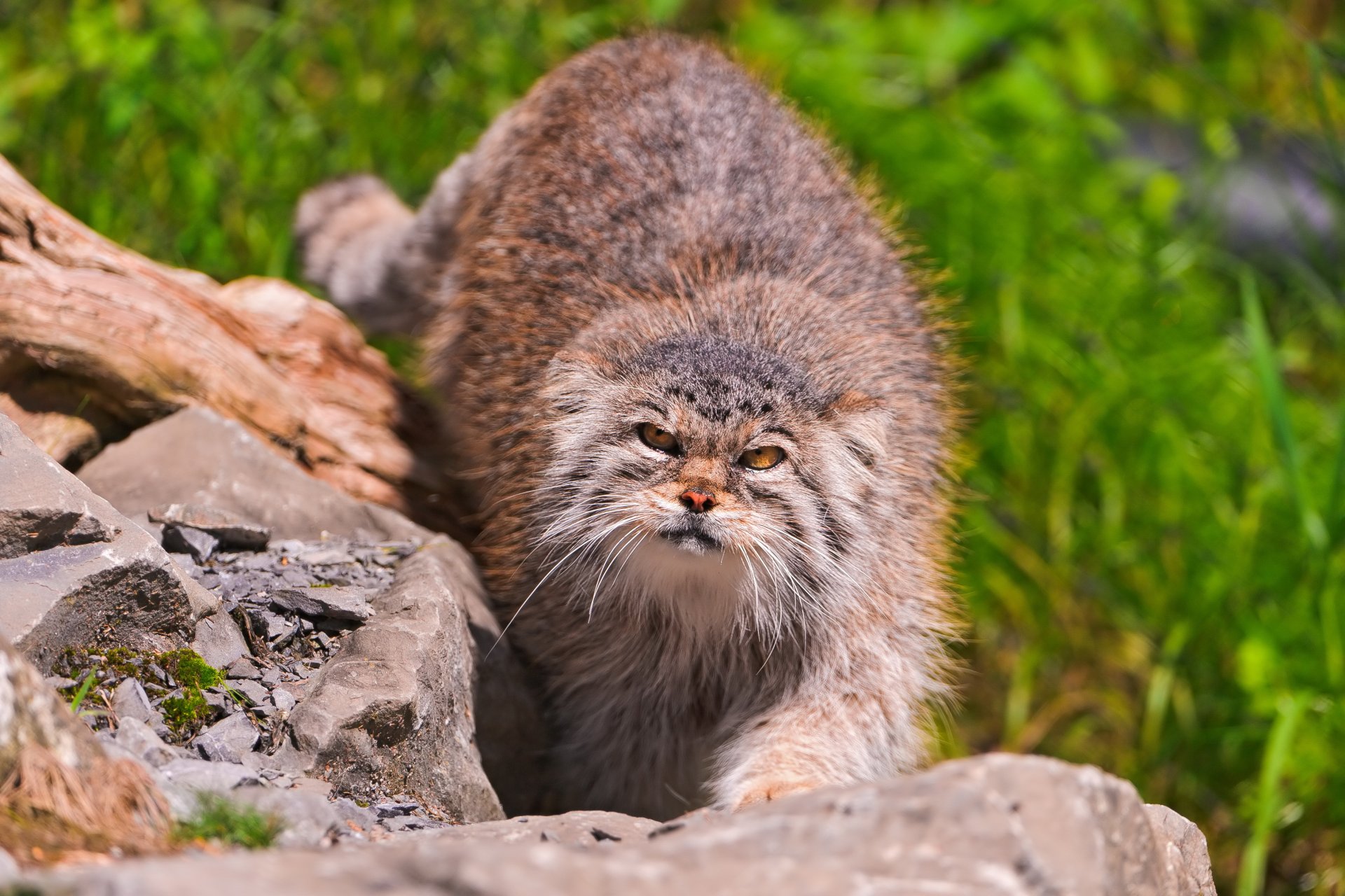 manul chat pallas regarde pierres museau