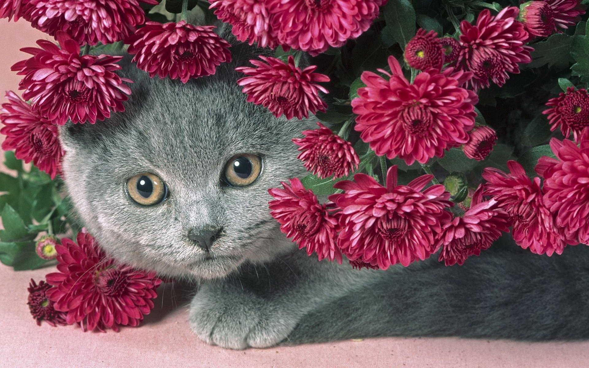 cat grey flower serenevye chubby cat nice