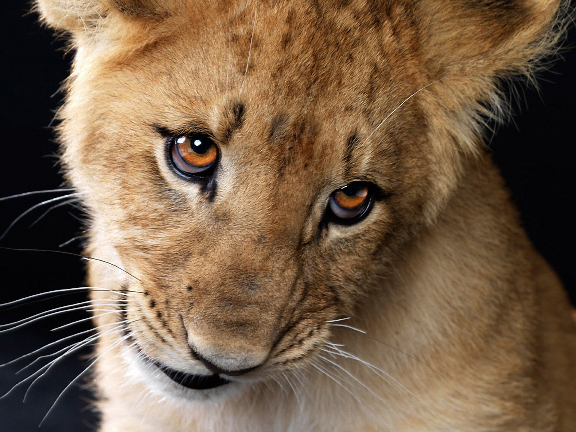 cucciolo di leone sguardo baffi