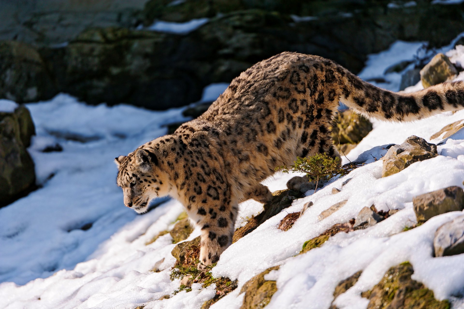 leopardo de las nieves irbis mirando nieve piedras pendiente