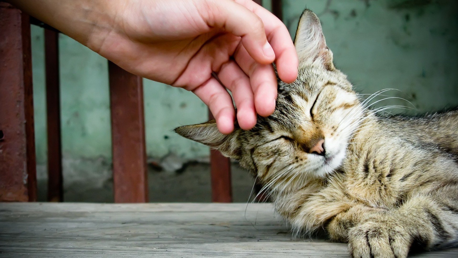 mascota gato gato mano planchar