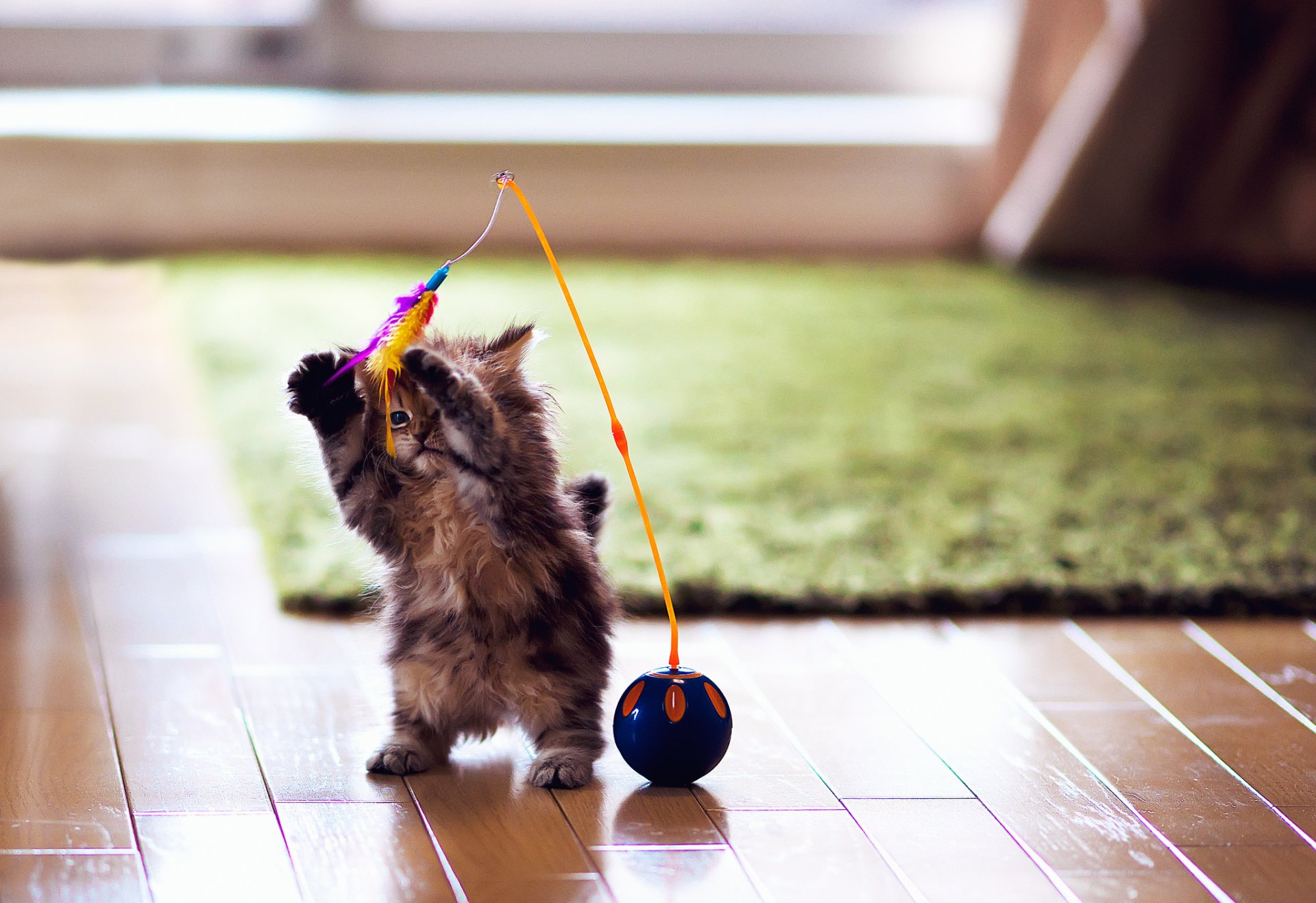 gatto gattino margherita ben torod giocattolo gioco piume palla parquet tappeto