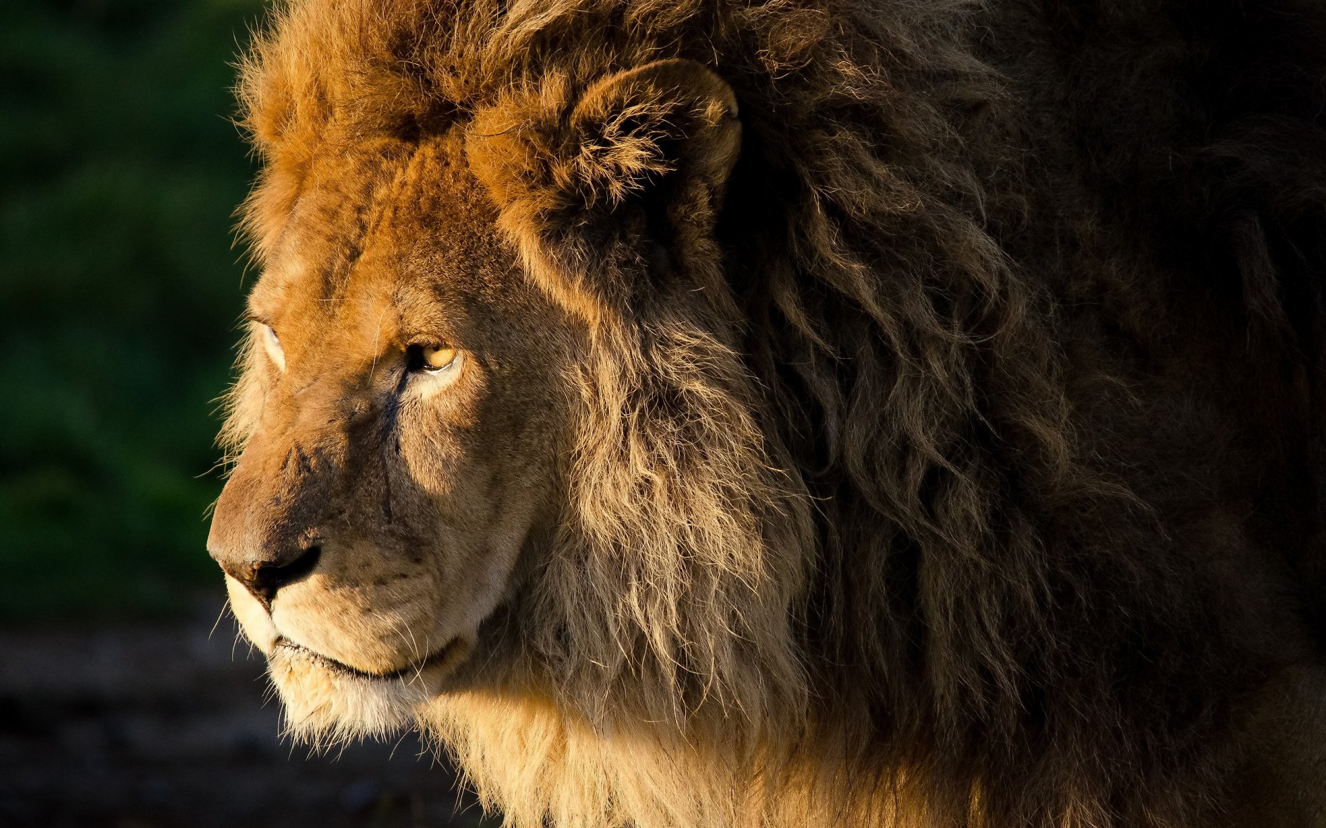 león panteras león hocico melena rizos mirada