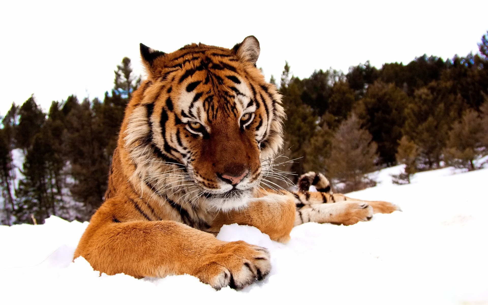 tigre museau pattes vue neige forêt hiver