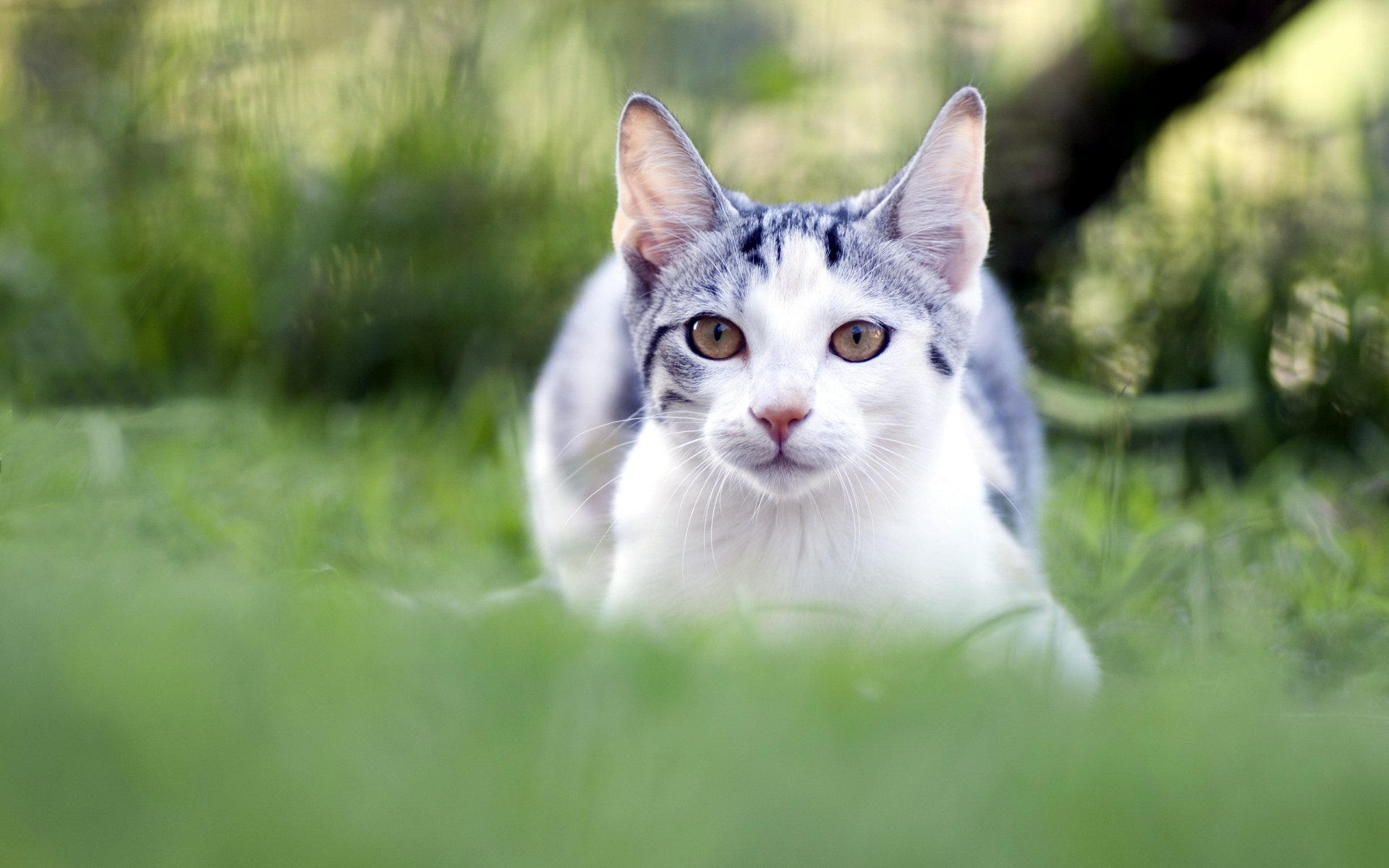 gatto estate natura