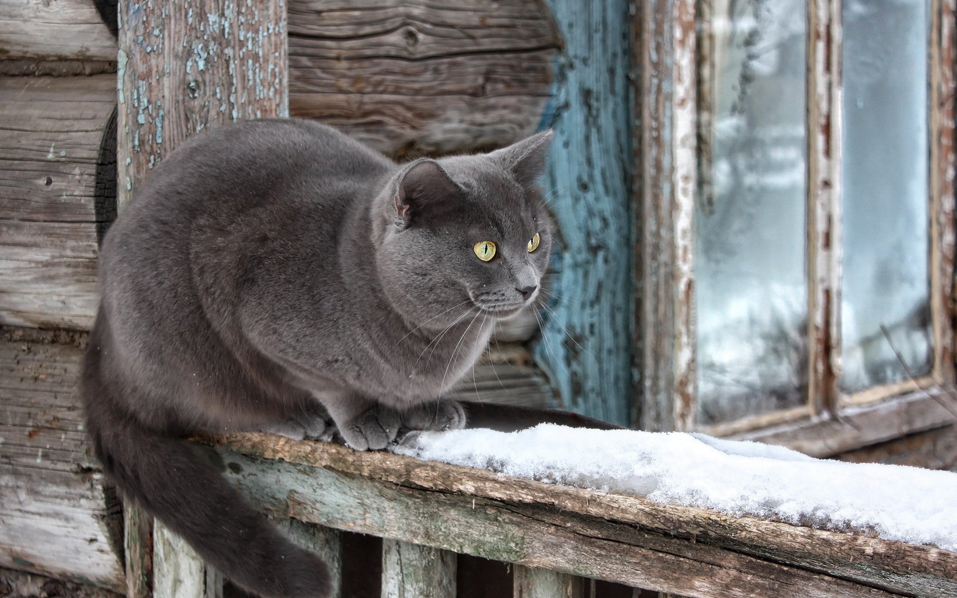 katze haus schnee