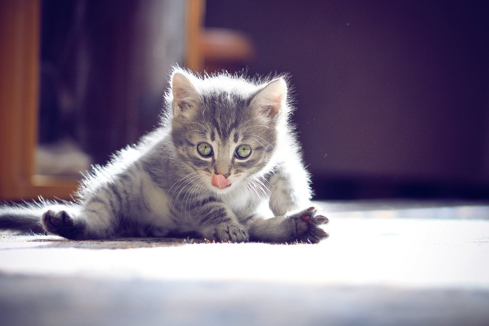 gatito bigote ojos lindo fotógrafo ann_ann