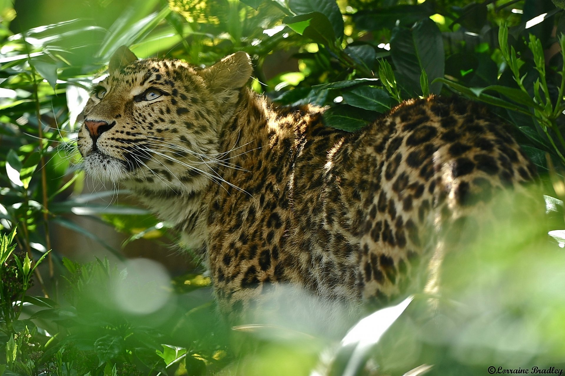 leopard schaut nach oben laub strauch