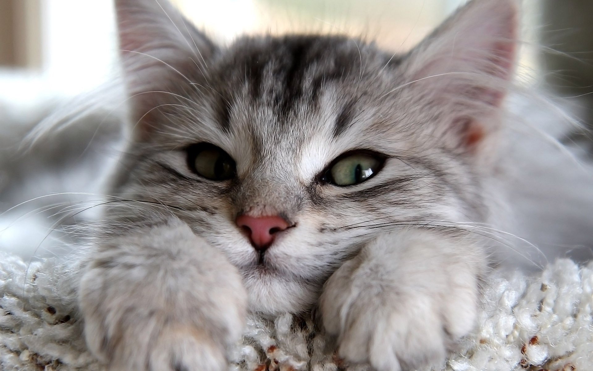 gato gato mira mirada ojos patas orejas gris