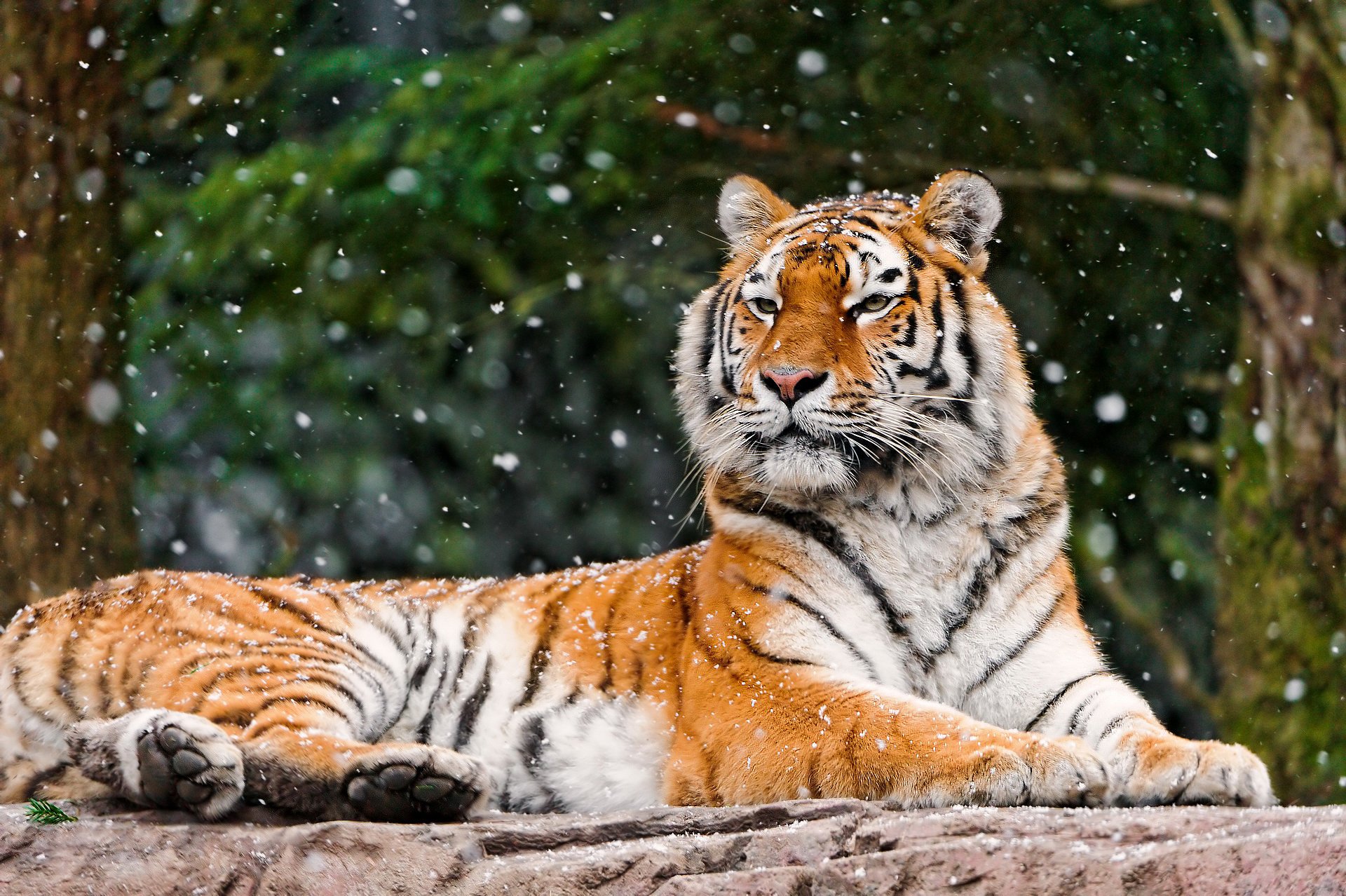 tiger panther tiger liegt schaut schnauze große gestreifte katze stein winter schnee fällt wald hintergrund