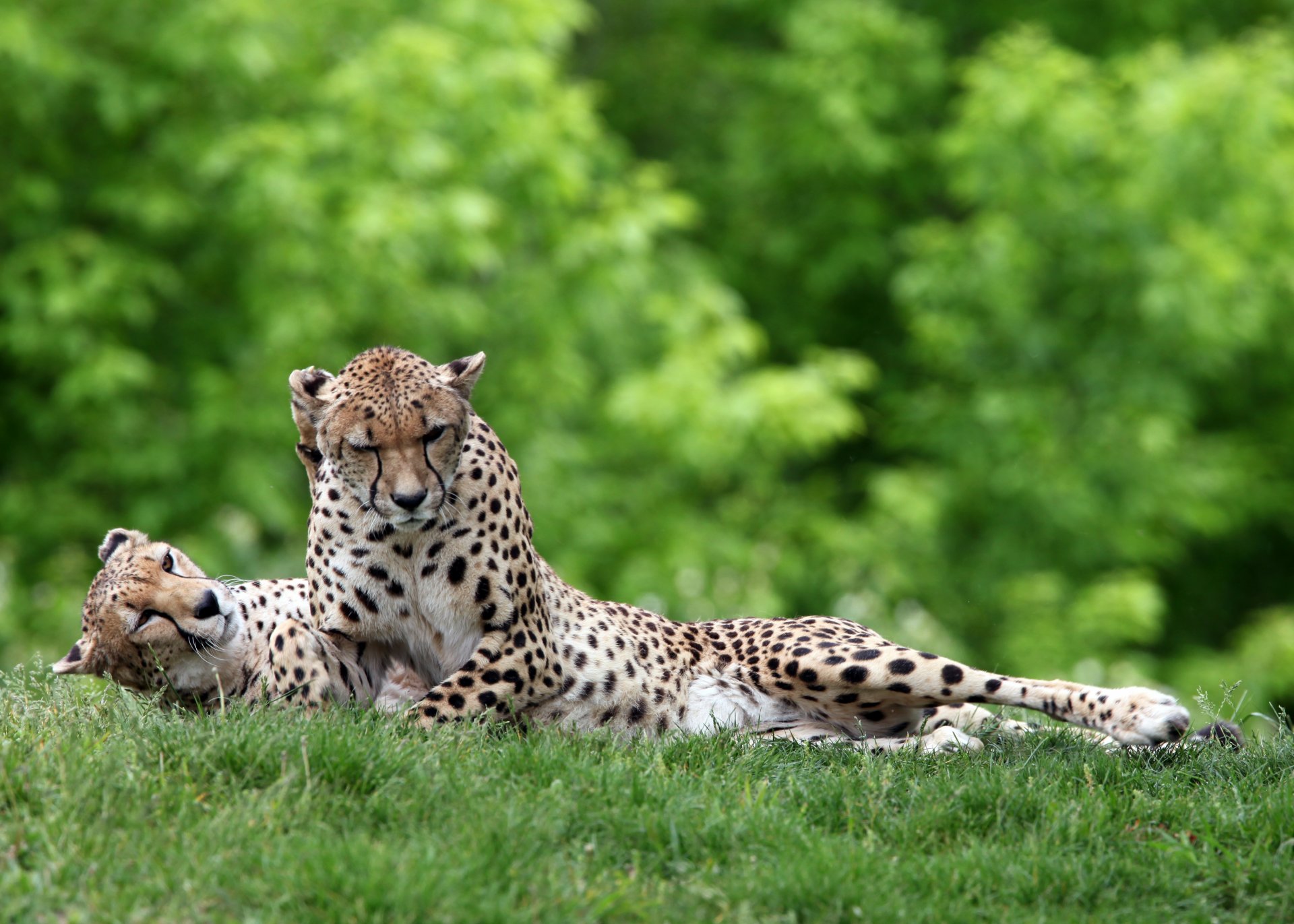 cheetahs cats wild predators grass the pair sports green