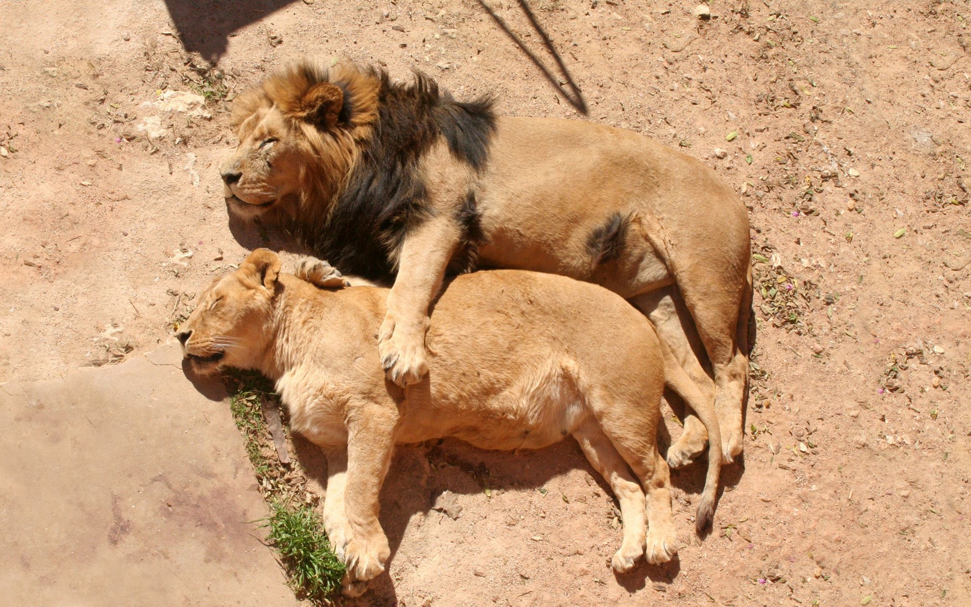 lion crinière lionne famille sommeil repos