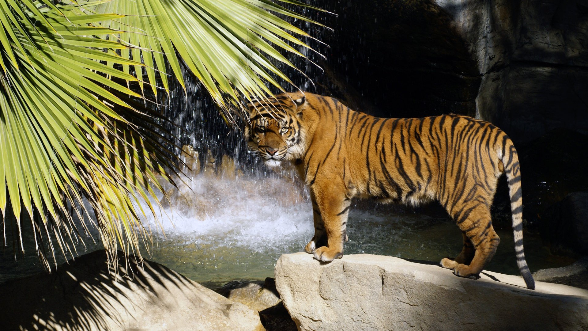 tiger predator palma stones waterfall