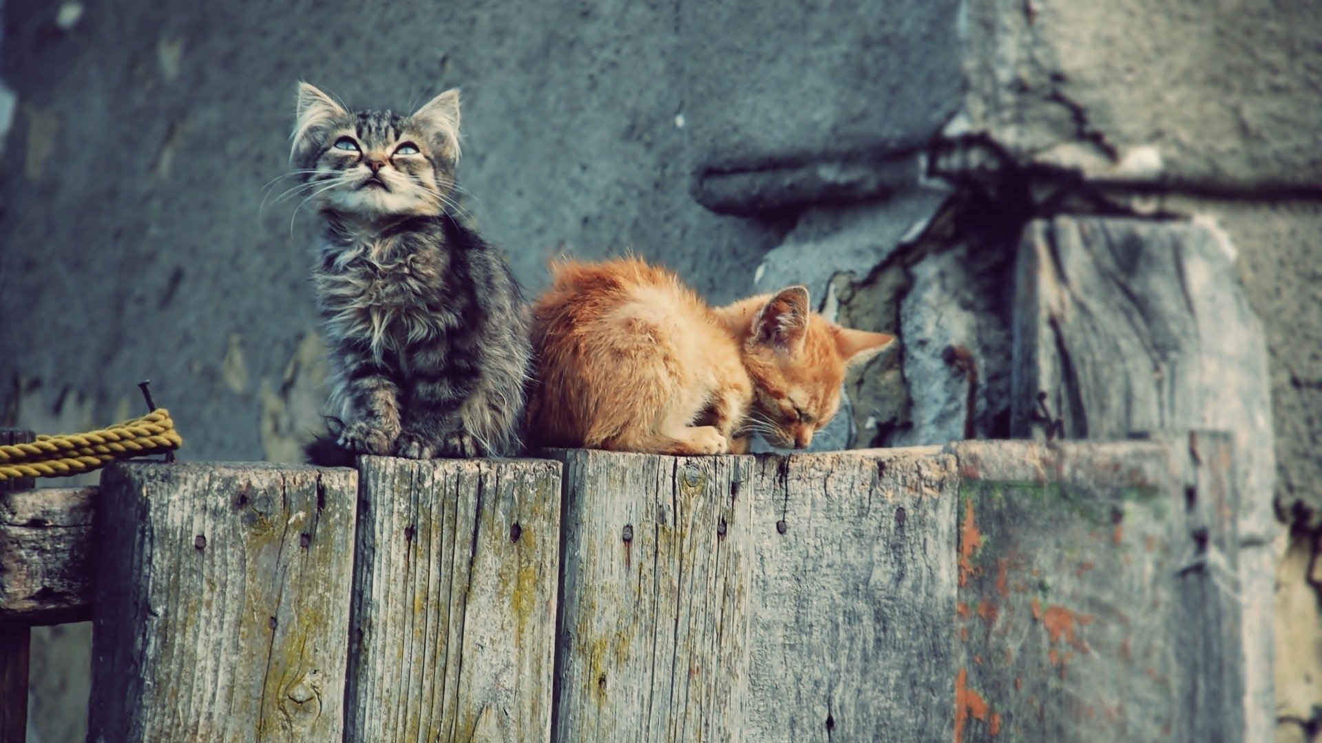 chats chatons kote clôture fond d écran