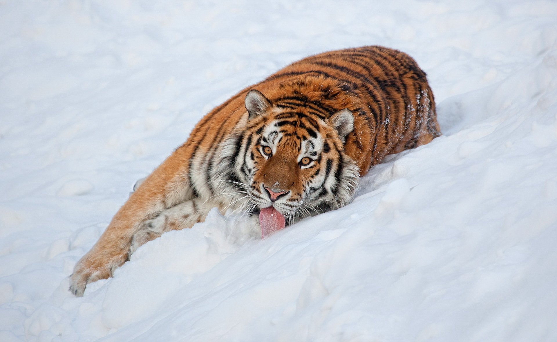 tigre sguardo si trova lingua neve guarda a strisce bello carta da parati