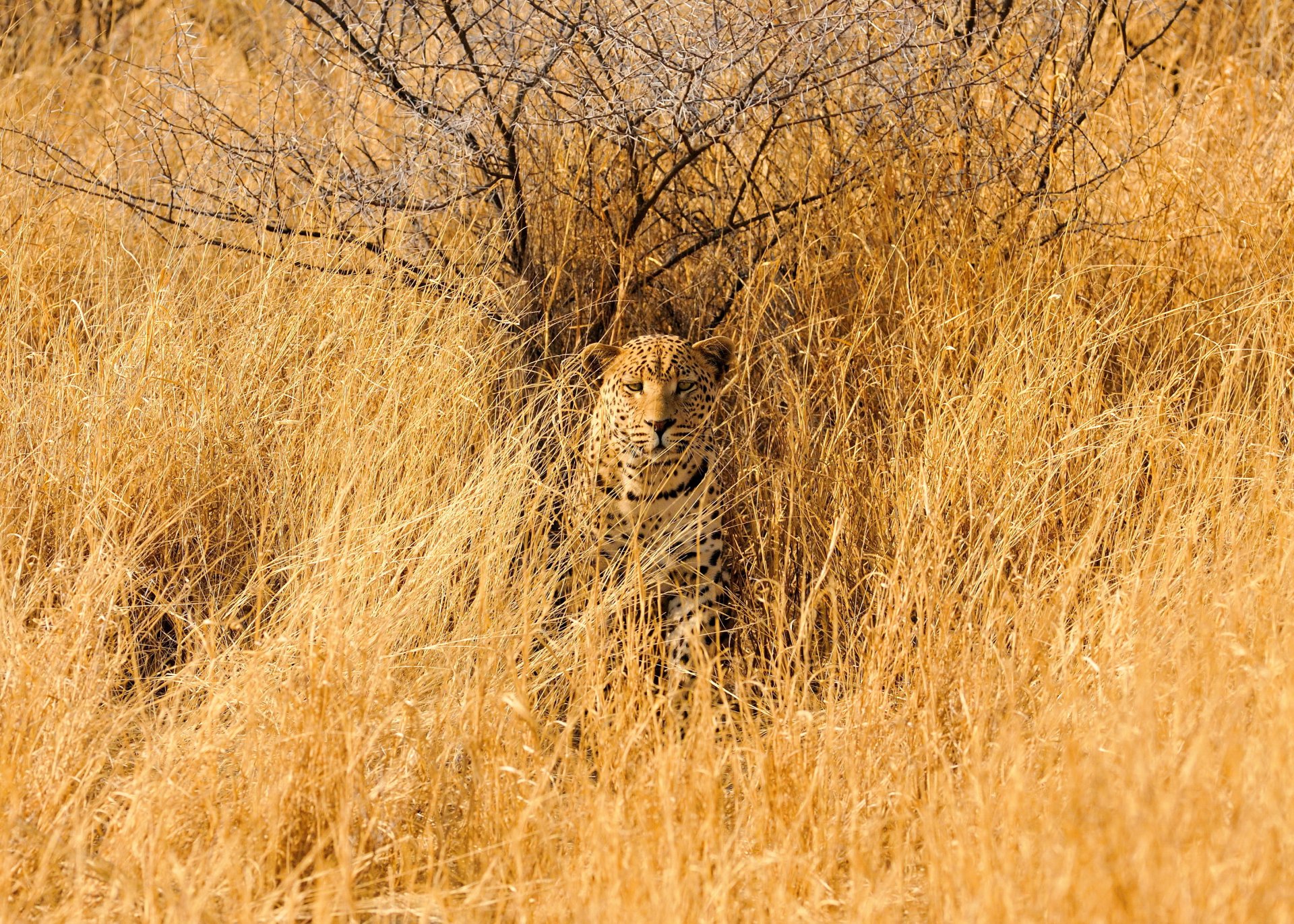 leopard gras savanne traurig schaut akazien stacheln