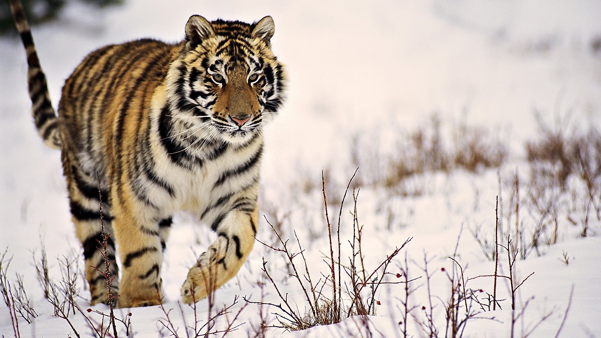 tigre rayé neige hiver