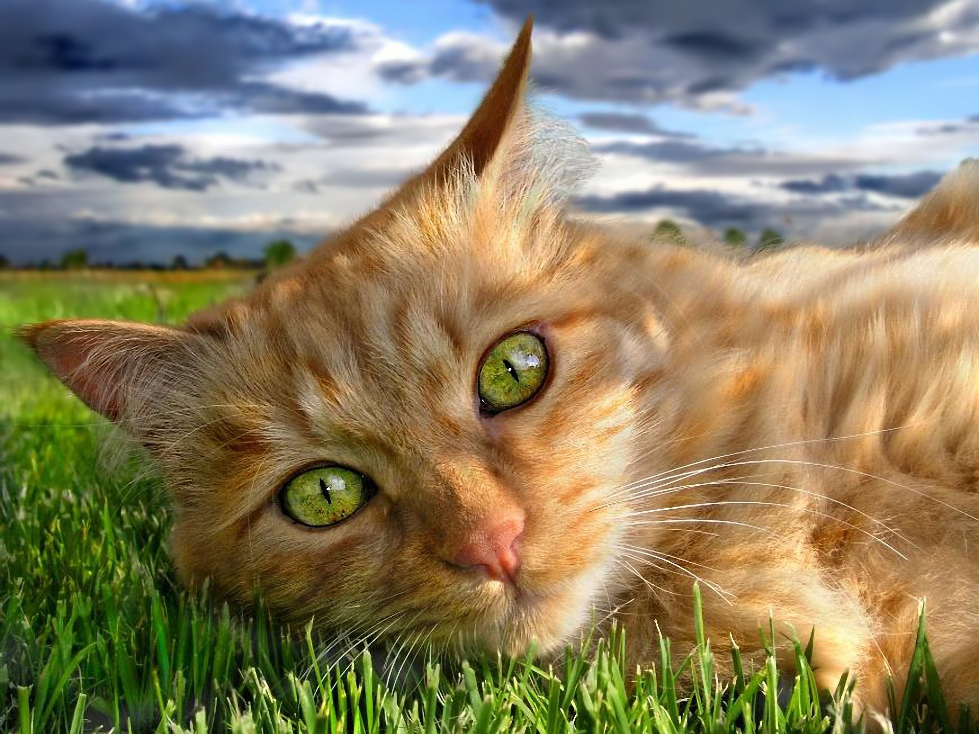 rudy kot oczy zieleń trawa