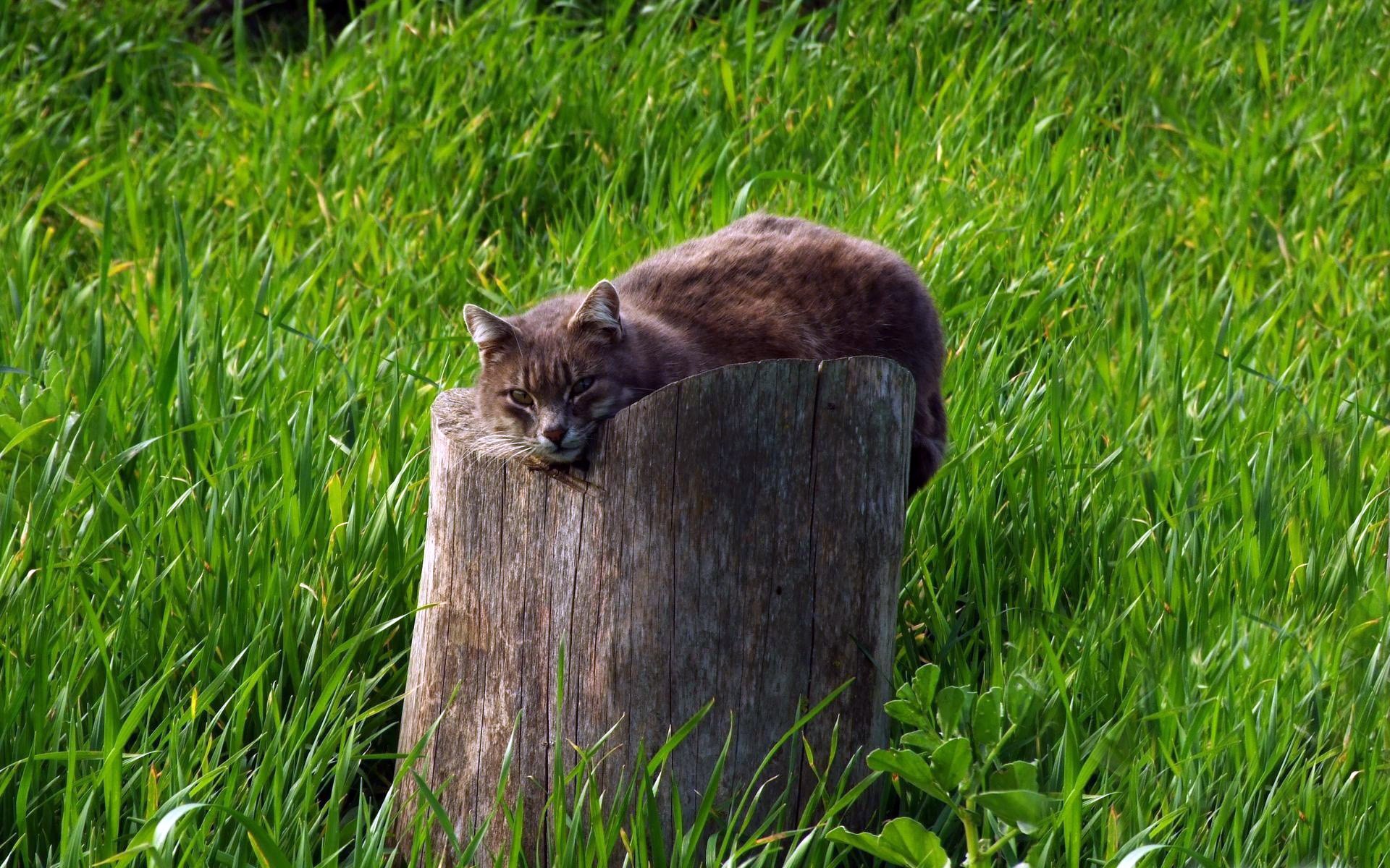 grau katze stumpf hintergrund gras