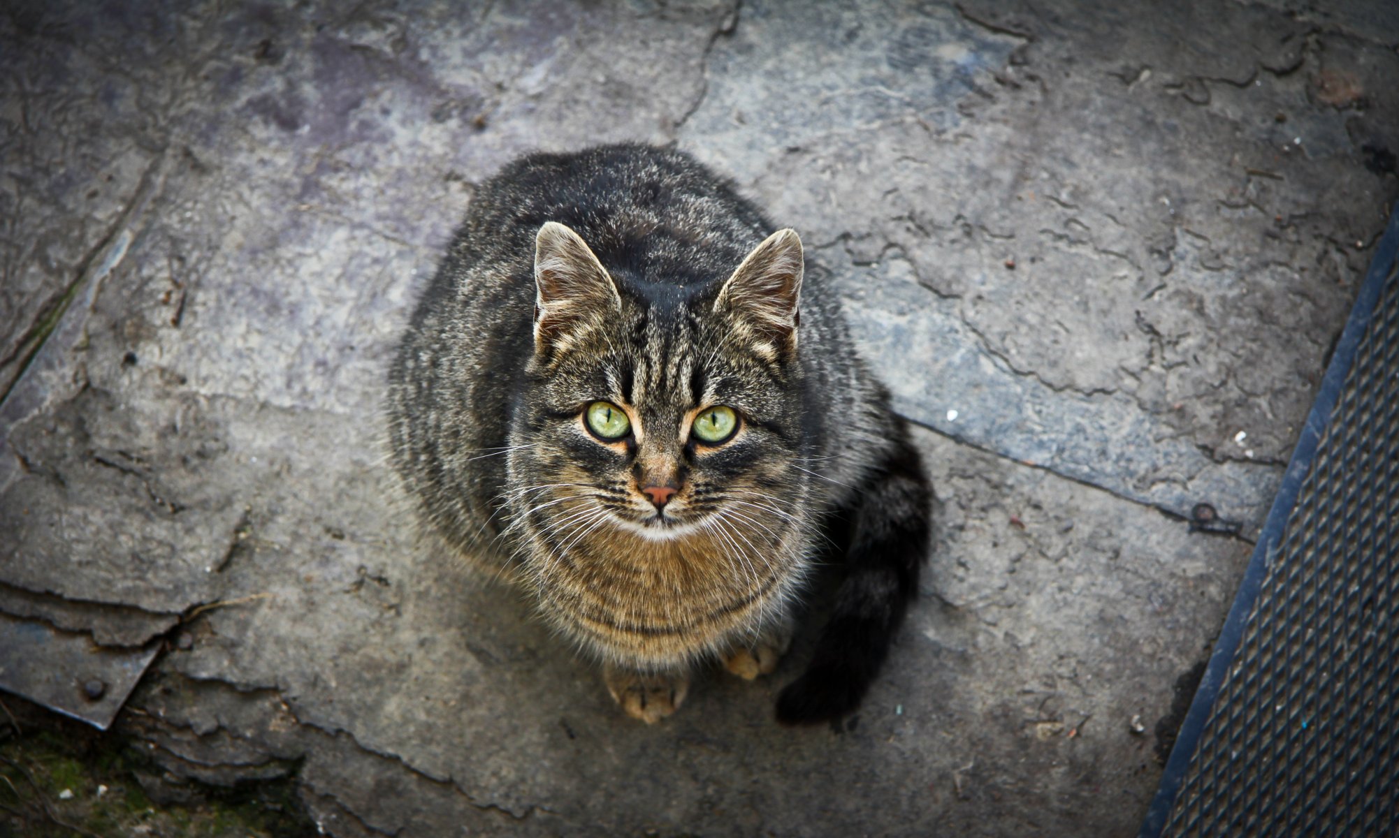 gatto gatto sguardo