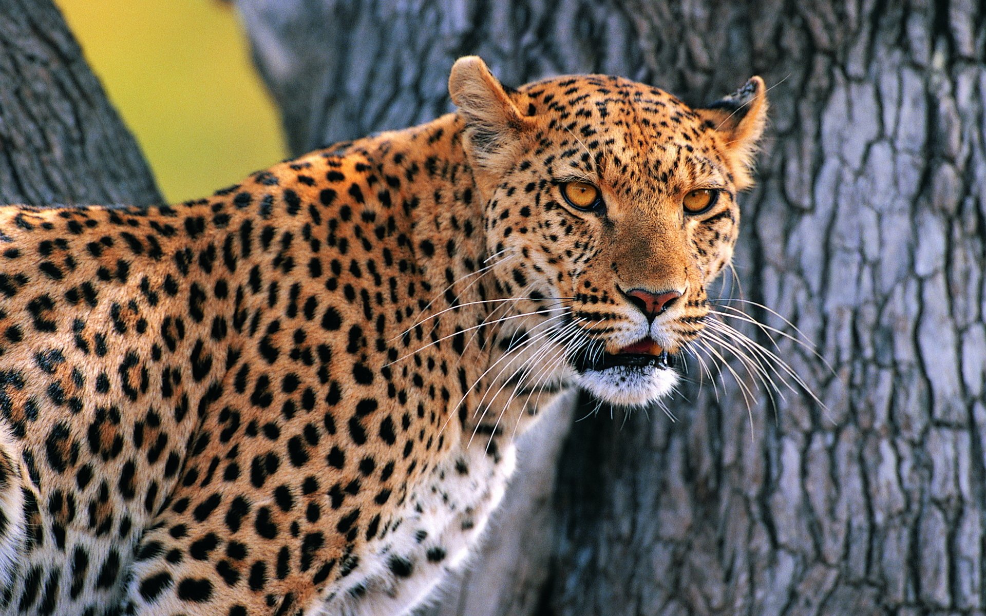 leopardo árbol mirando bozal bigotudo