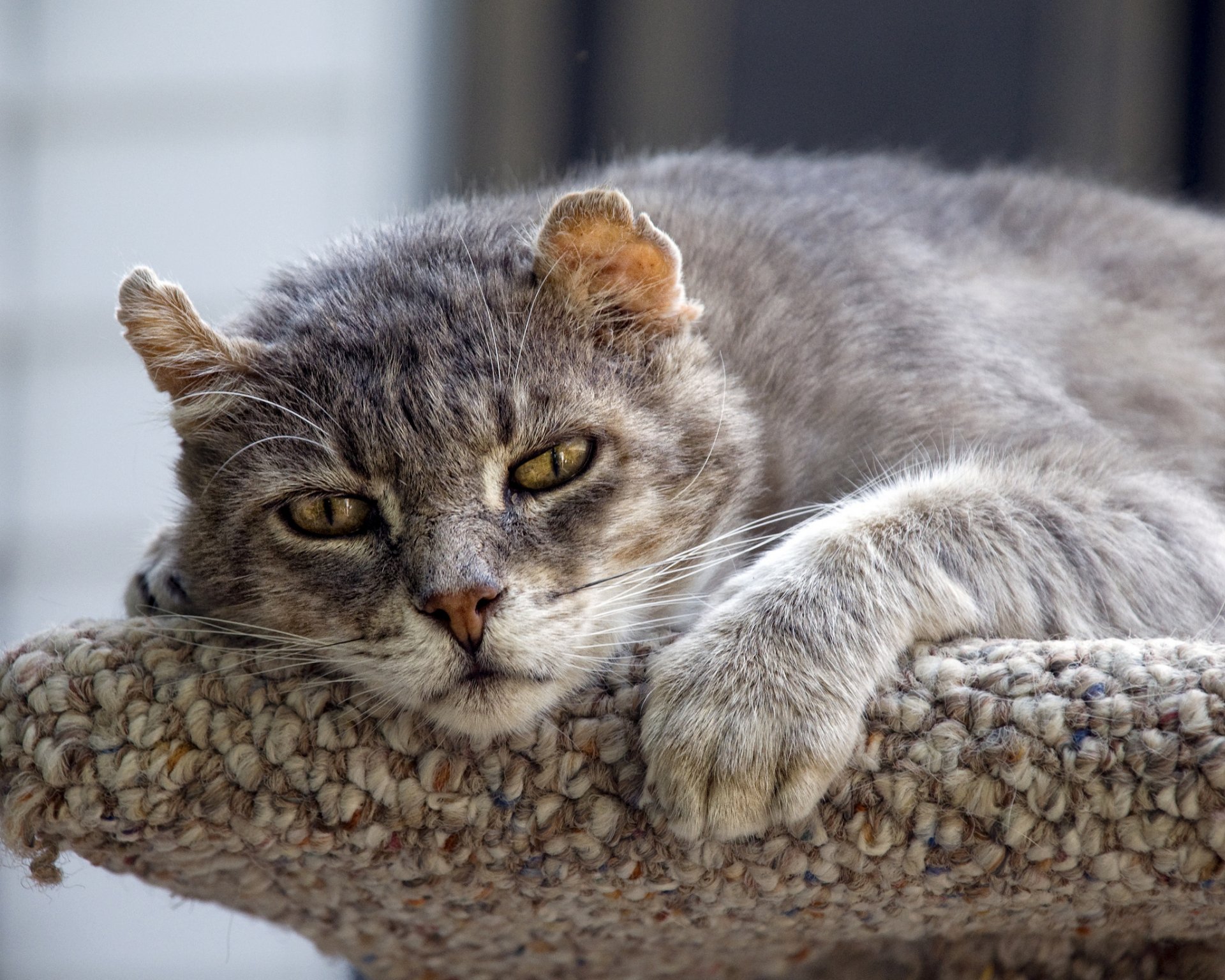 gatto occhi faccia