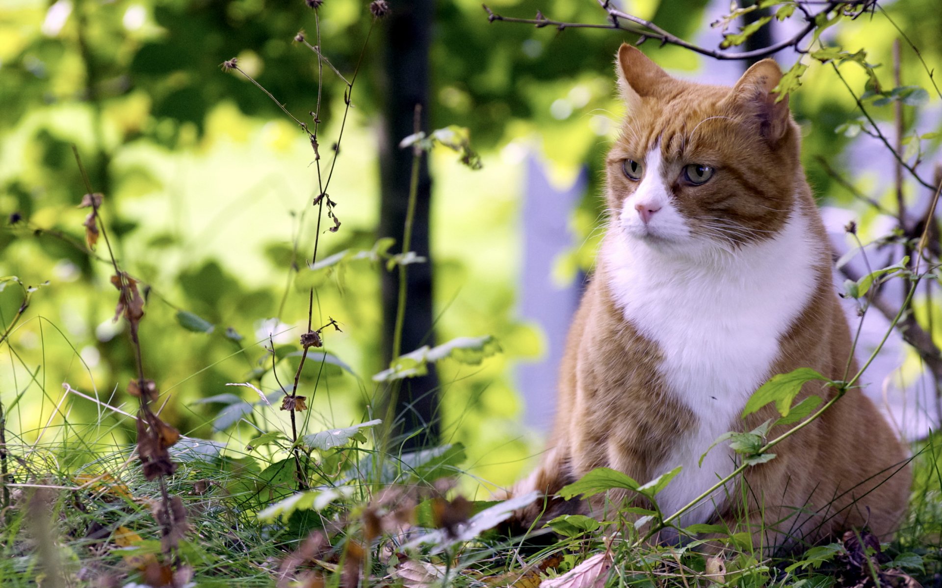 cat summer nature