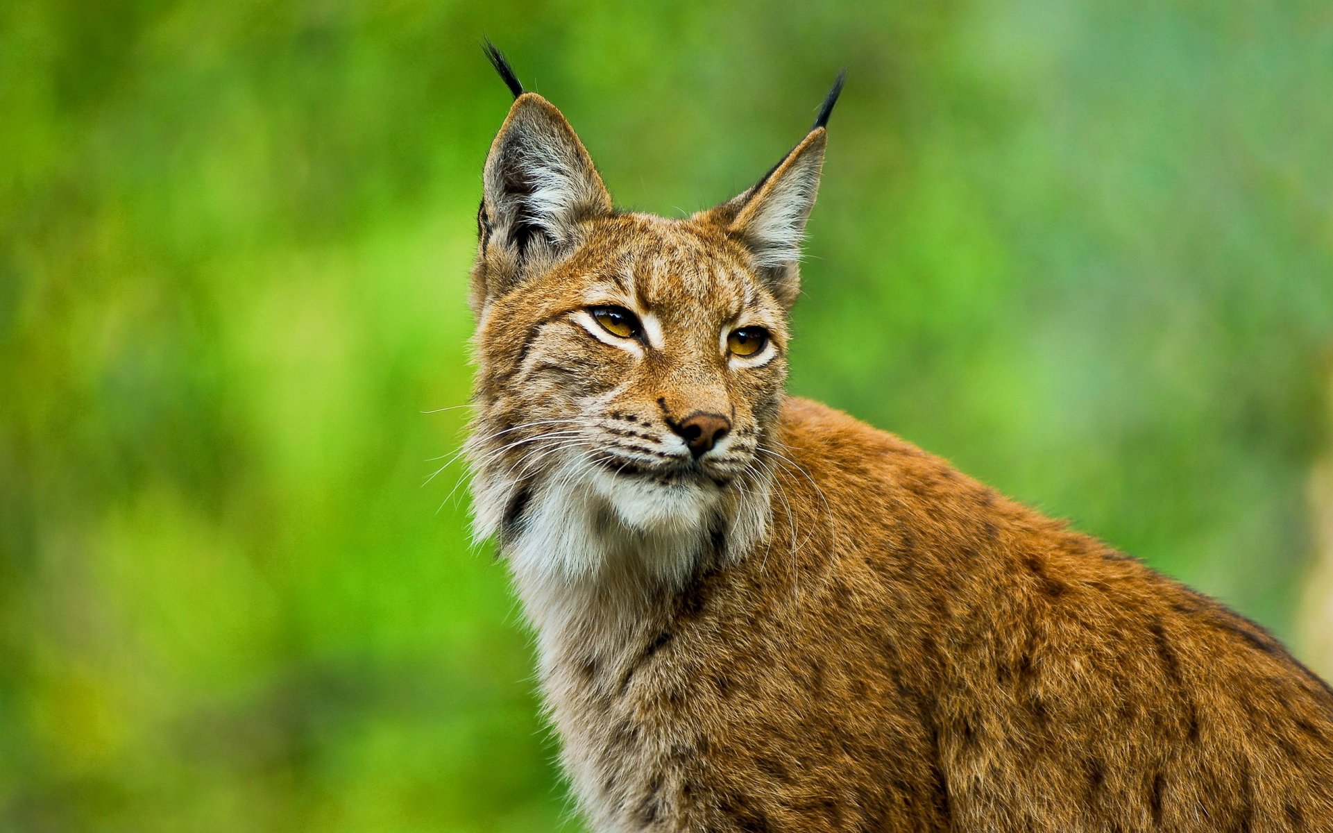 luchs europäisch schnauze ohren blick quasten koteletten wildkatze