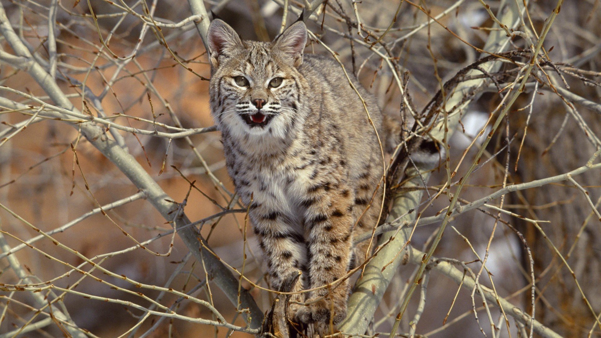 lince predatore bestia grande gatto albero rami