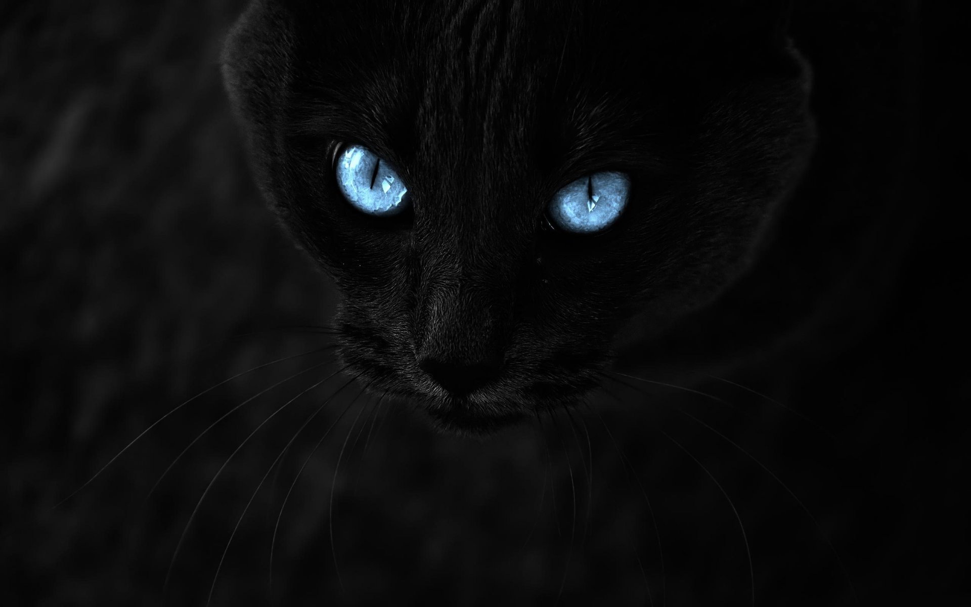 gato negro mirada