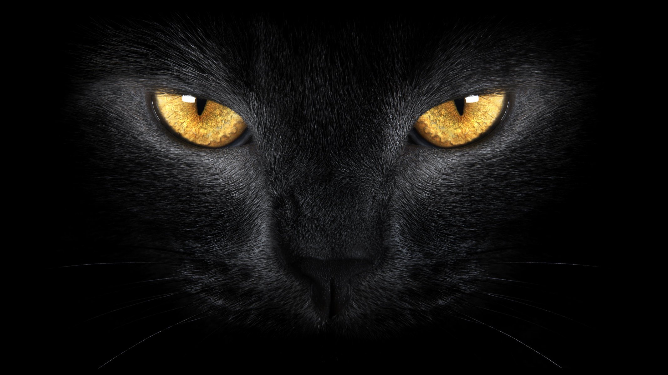 black cat wild yellow eyes wild