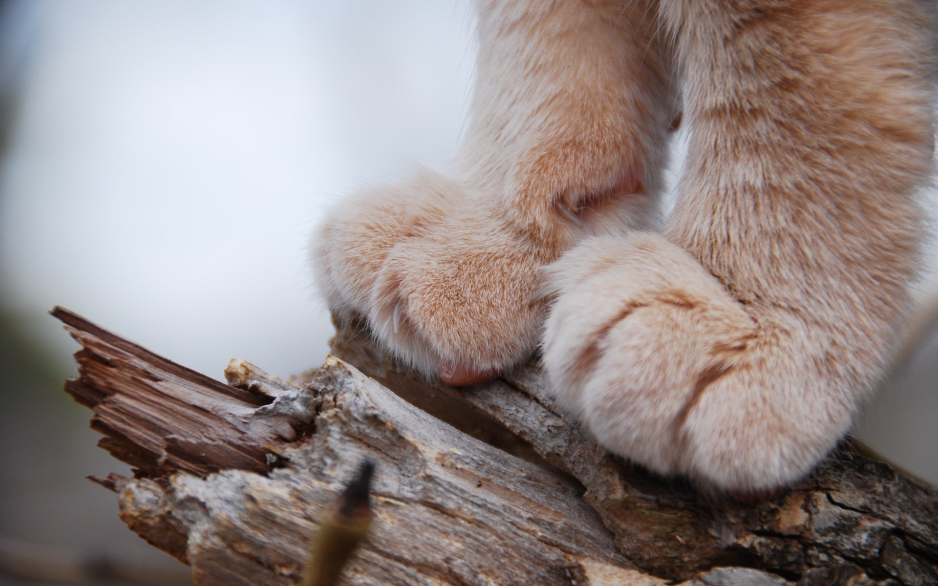 cat feet animal