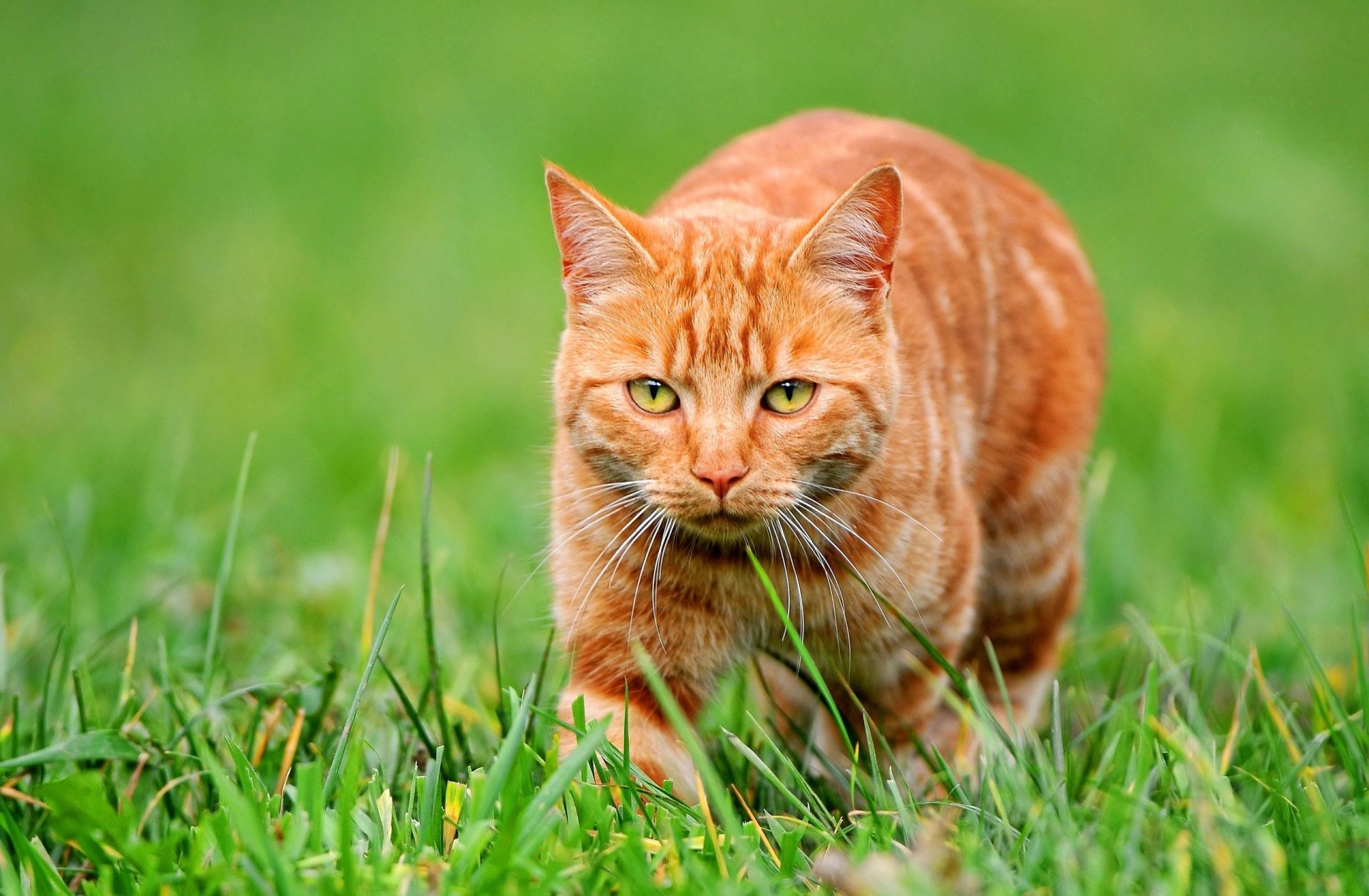 rote katze gras blick