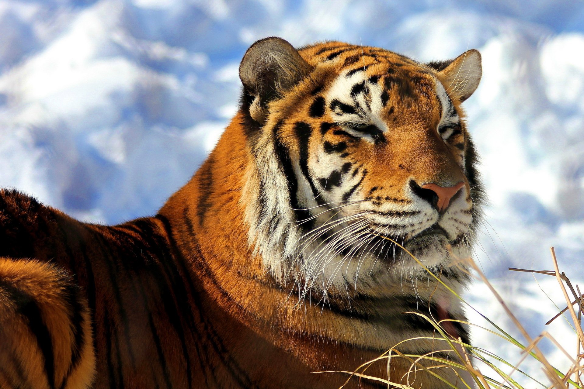 tiger amur schnauze zufrieden liegt wärmt sich schnee