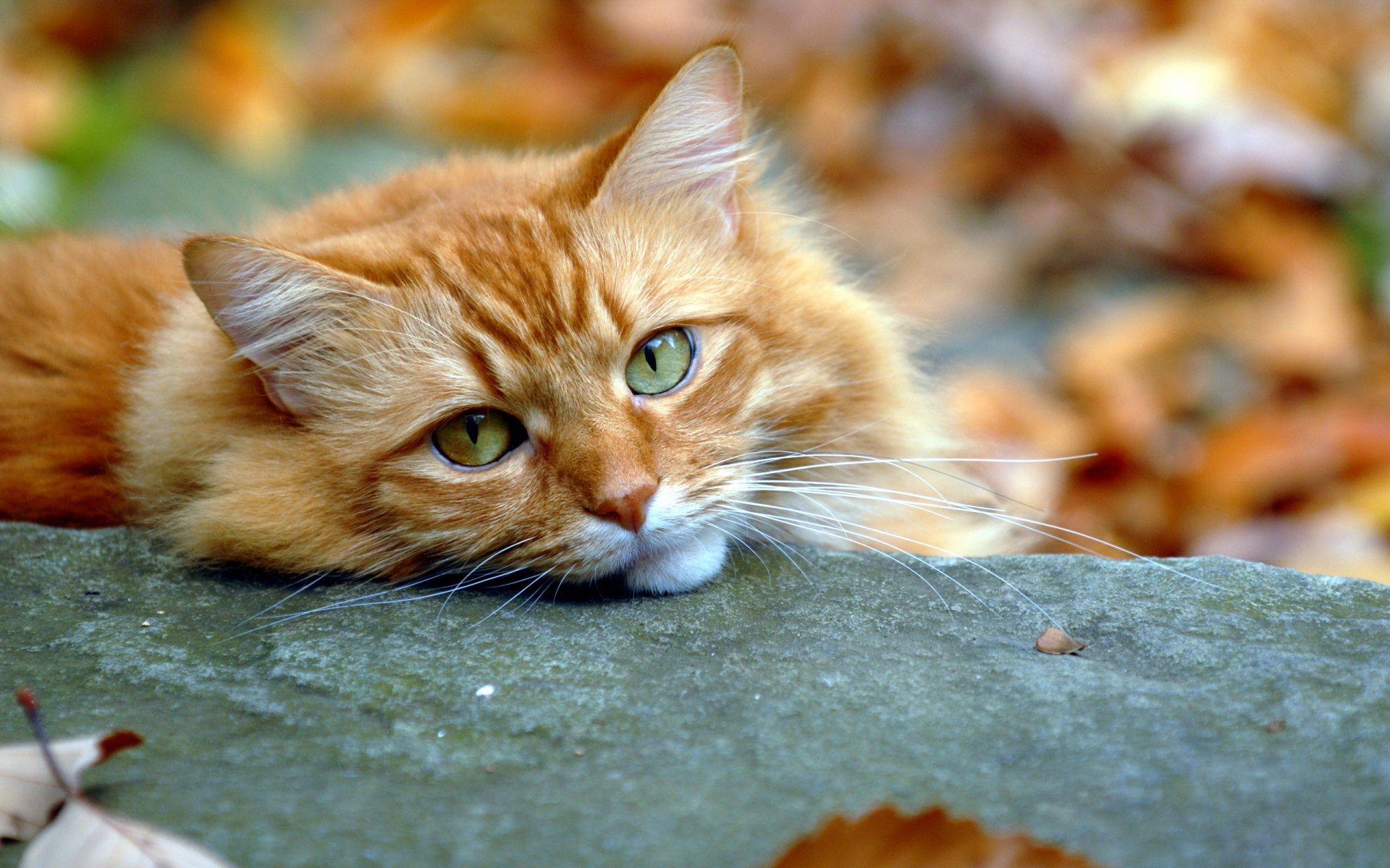 gato pelirroja mirada otoño